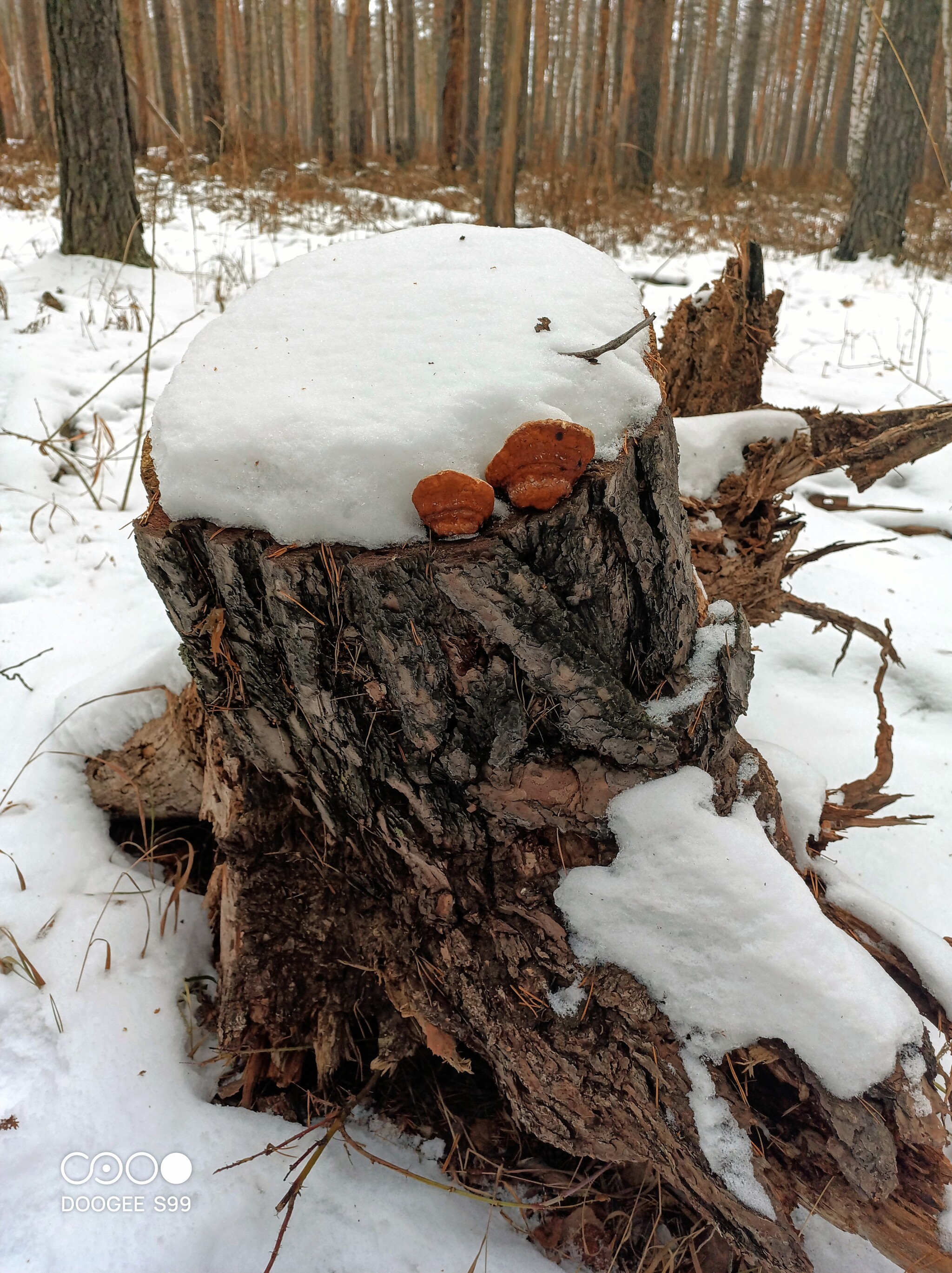 Work in Chernolesye - My, Black magic, Spoilage, Winter, Forest, Longpost