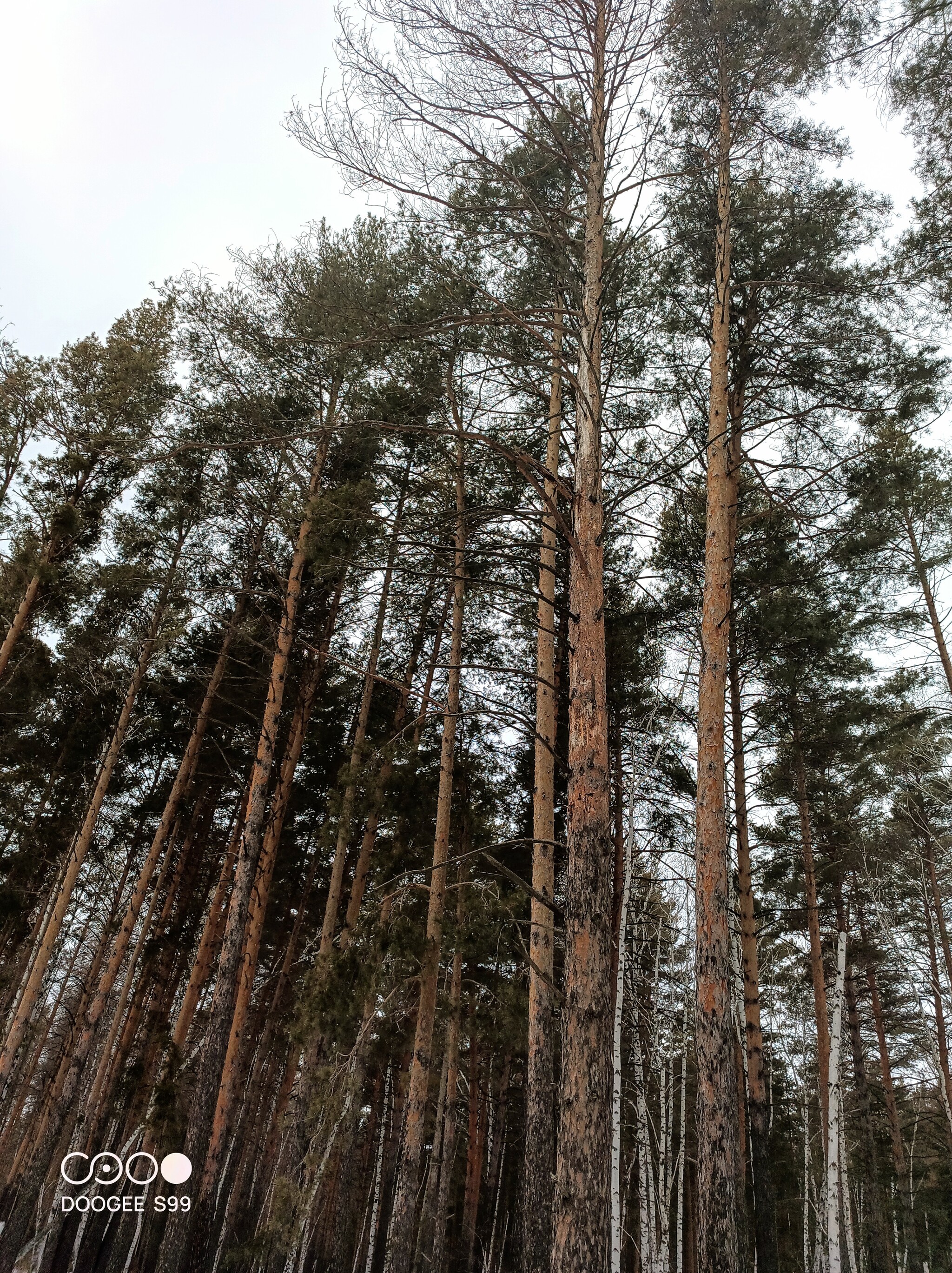 Work in Chernolesye - My, Black magic, Spoilage, Winter, Forest, Longpost