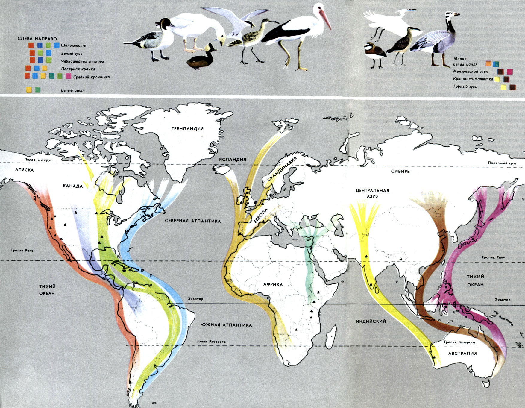 Modern electronics hinder bird migration - My, The science, Scientists, Research, Migration, Birds, Electromagnetic radiation, Nauchpop, Sciencepro, Flight