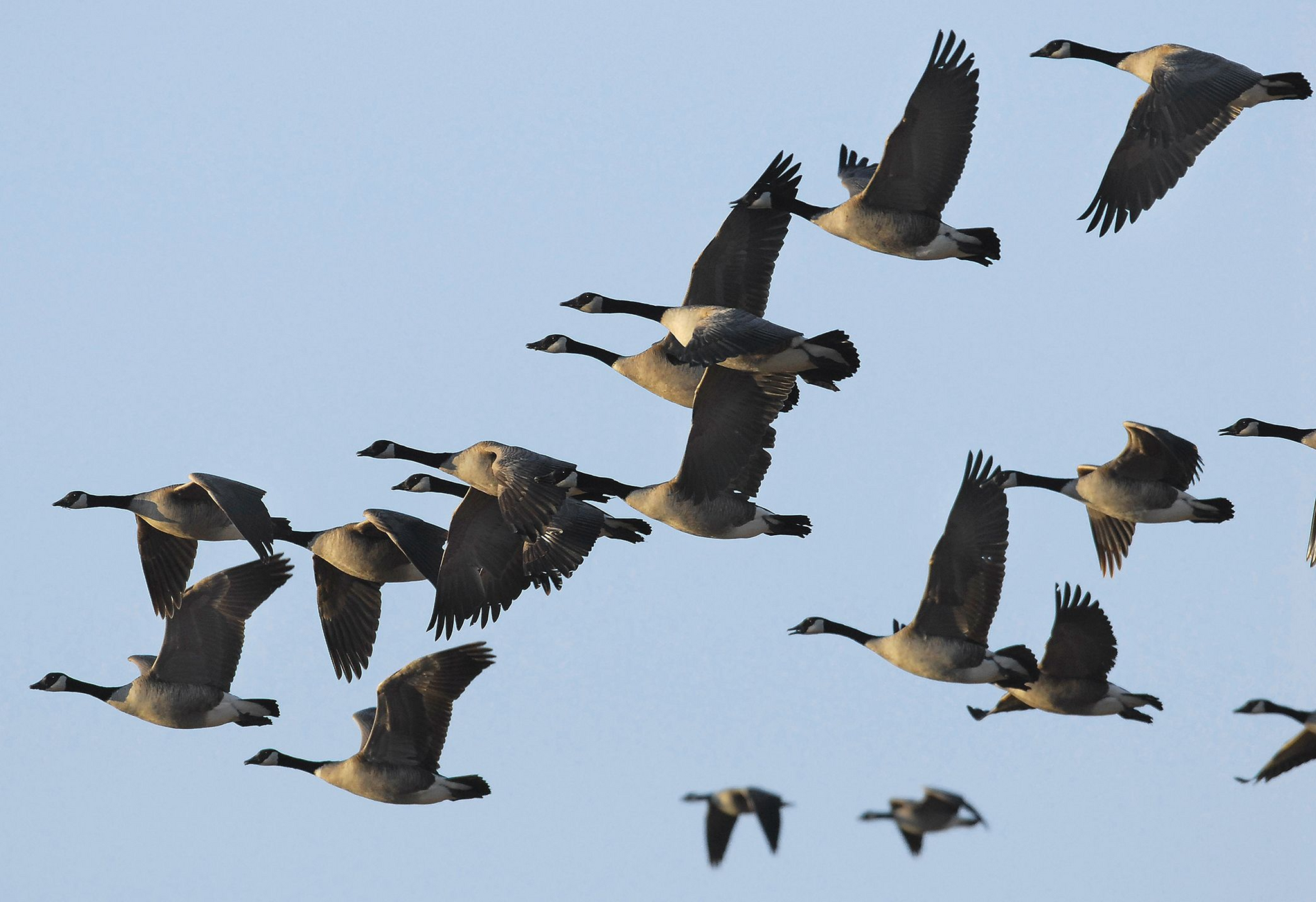 Modern electronics hinder bird migration - My, The science, Scientists, Research, Migration, Birds, Electromagnetic radiation, Nauchpop, Sciencepro, Flight