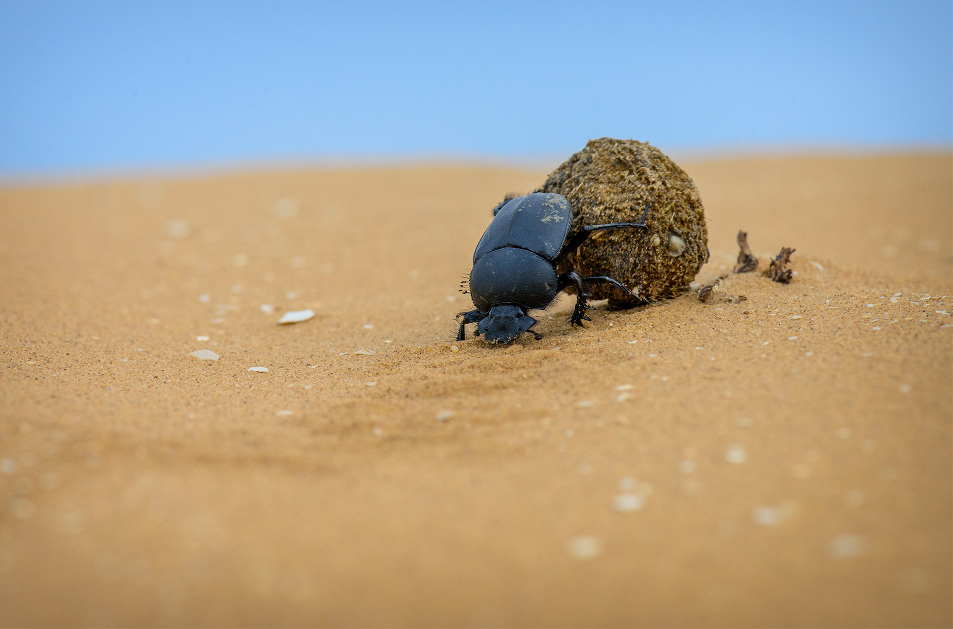 Scarab. Sacred beetle or dung eater - My, Insects, Жуки, Scarab, Nature, wildlife, Manure, Feces, Desert, Egypt, Ball, Longpost