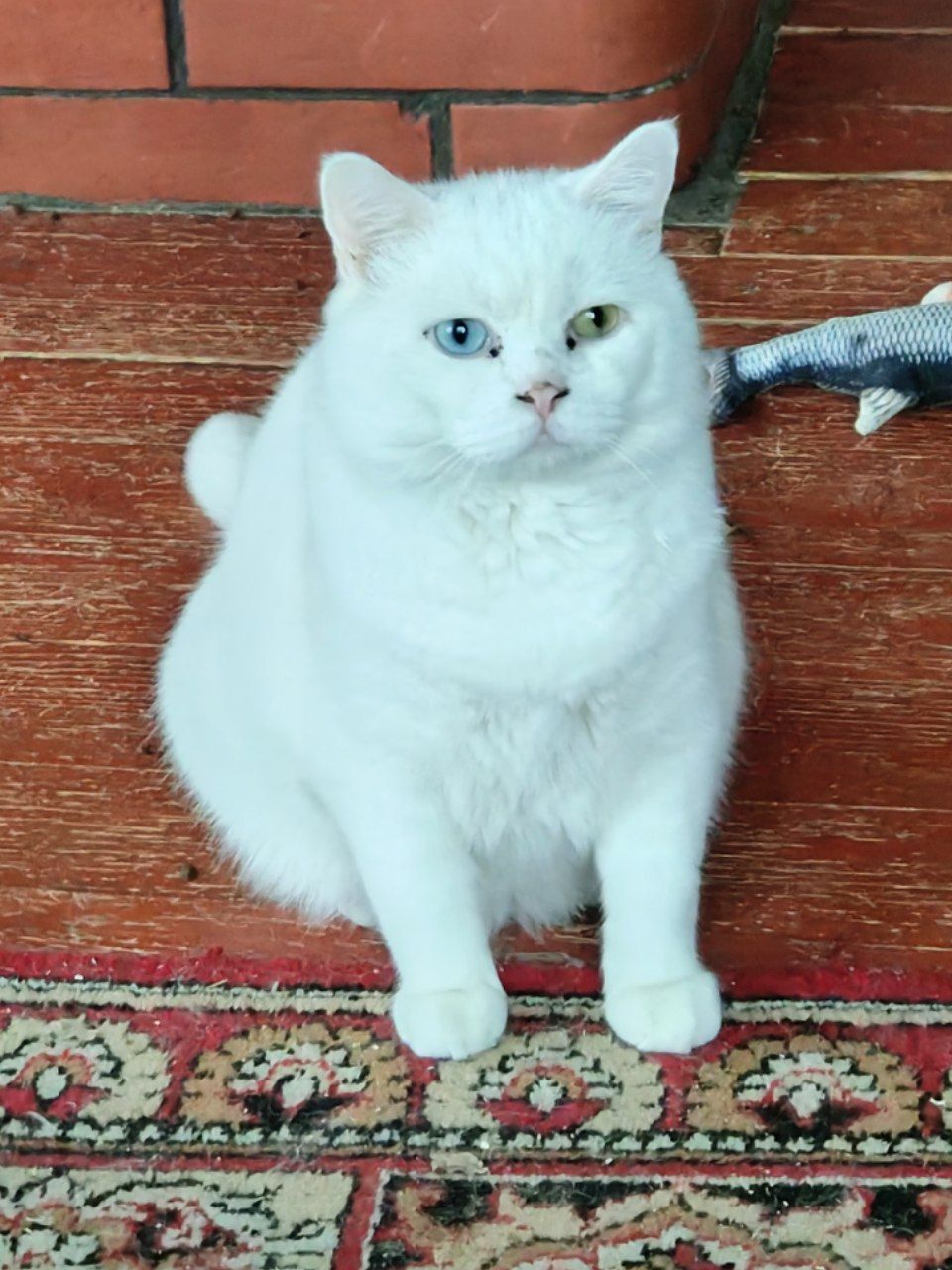 A new very funny pair of friends - rescued cats. White Bear from the recycling shed and Miss Whiskers from the parking lot - My, Tosno, Animal Rescue, cat, Vertical video, Helping animals, Video, Longpost