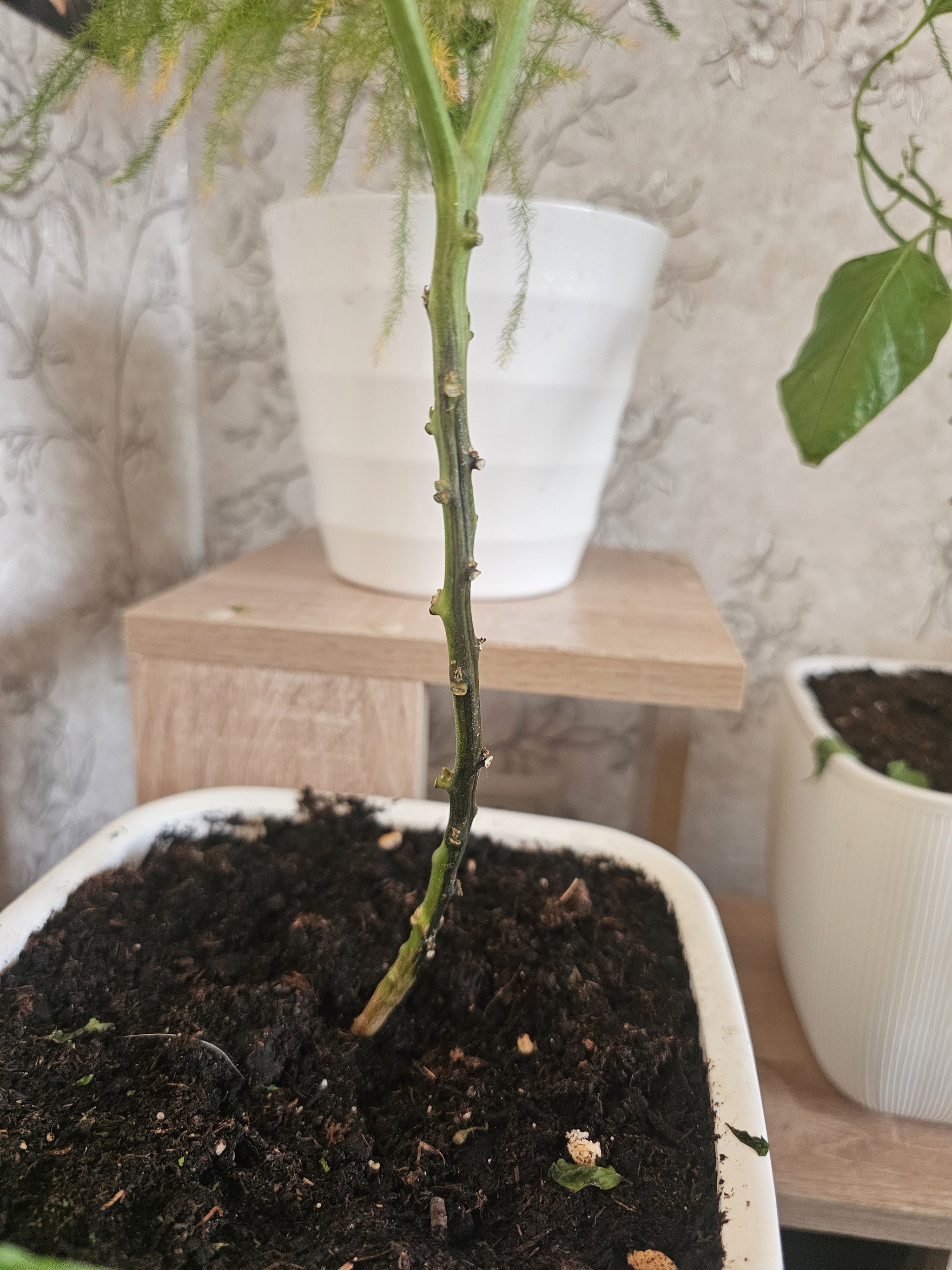 Continuation of the post I ask for help from experts - light spots on Habanero - Help, Habanero, Advice, Growing, Reply to post, Longpost