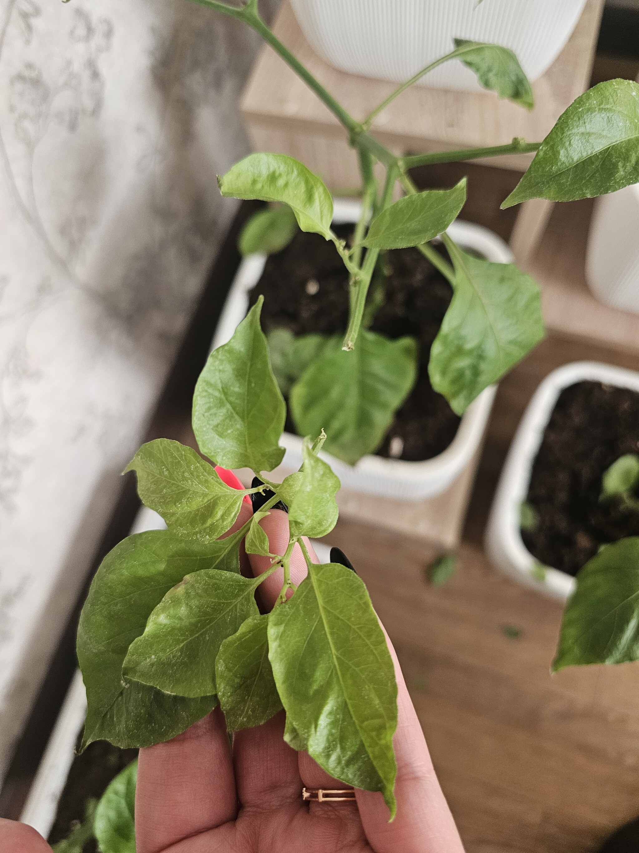 Continuation of the post I ask for help from experts - light spots on Habanero - Help, Habanero, Advice, Growing, Reply to post, Longpost