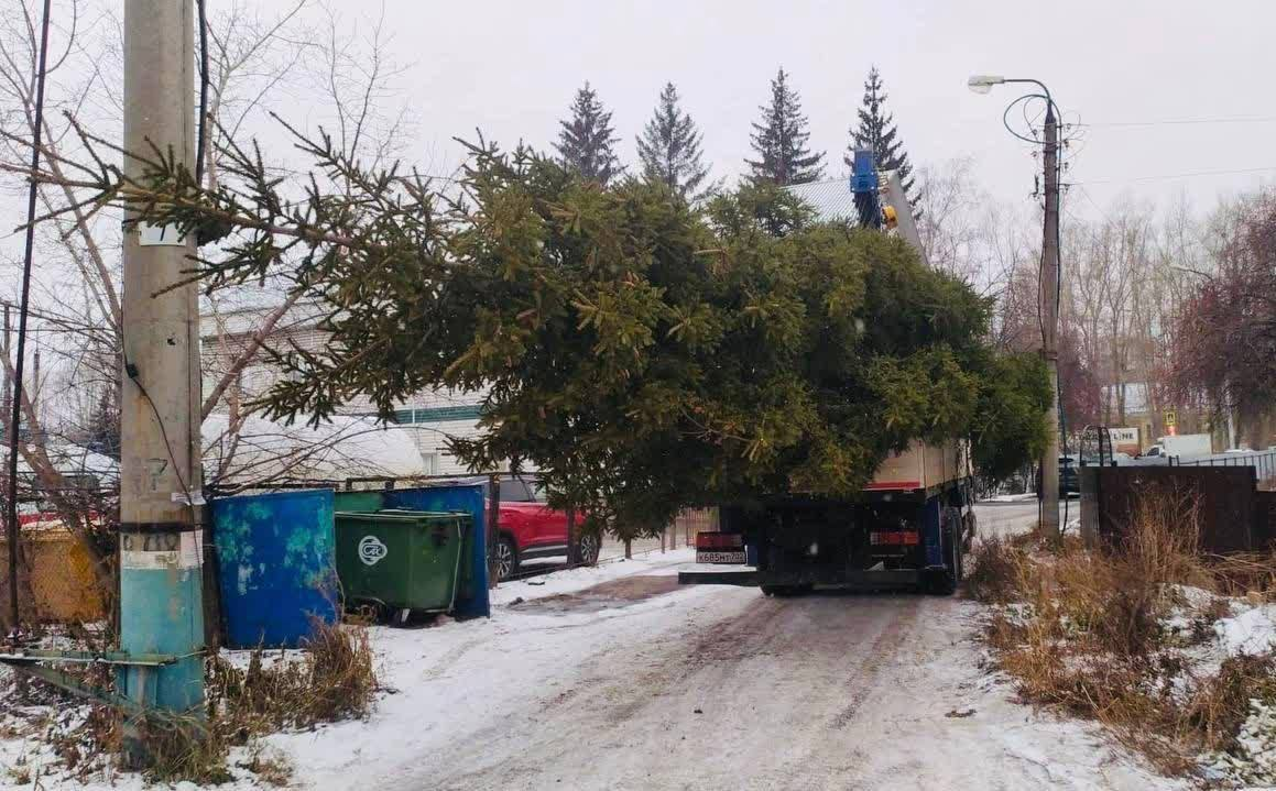 Christmas tree scandal - Christmas trees, Scandal, Ufa, Christmas tree, Sawed off, Negative, Telegram (link), Longpost, Bashkortostan