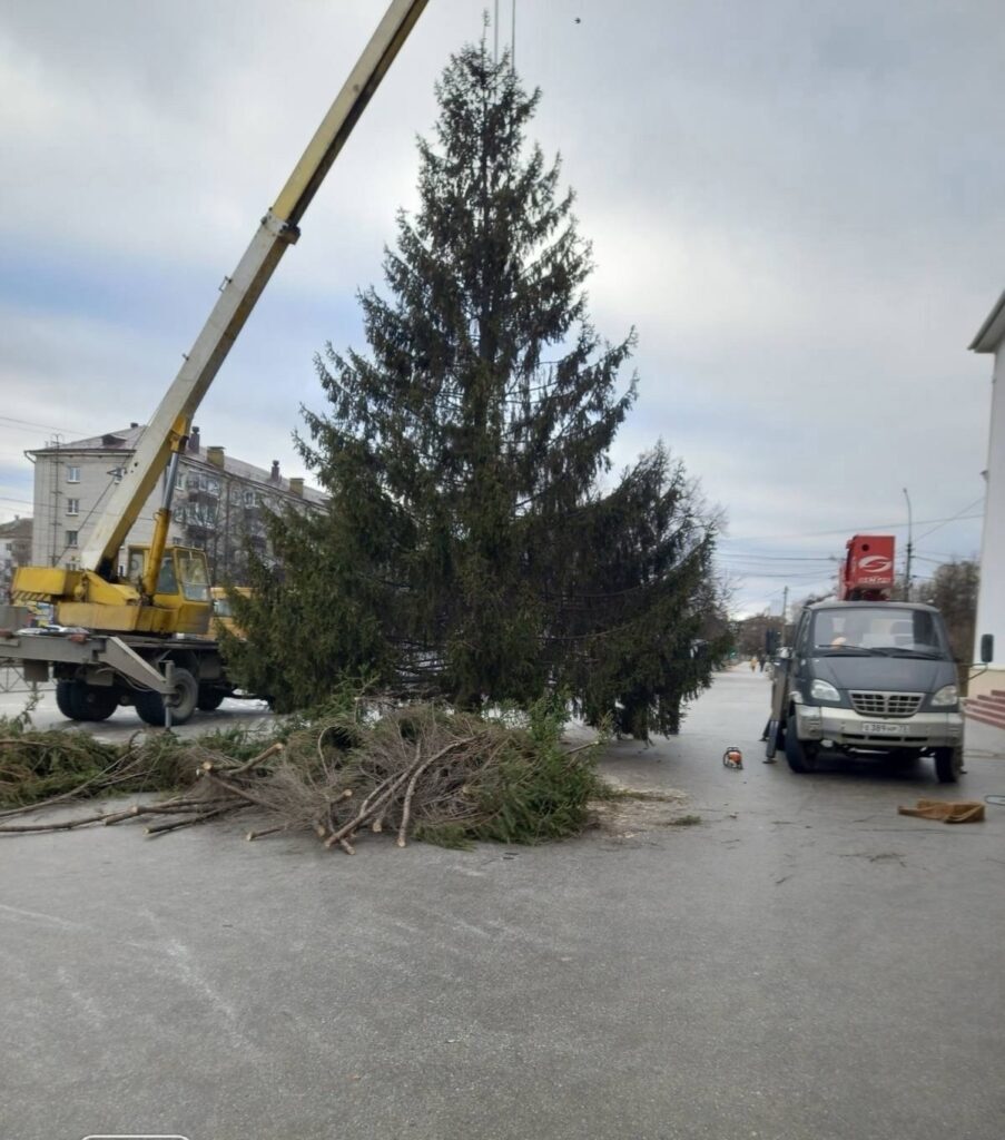 Dimitrovgrad's main Christmas tree was cut down in the yard of a local resident - New Year, Christmas trees, news