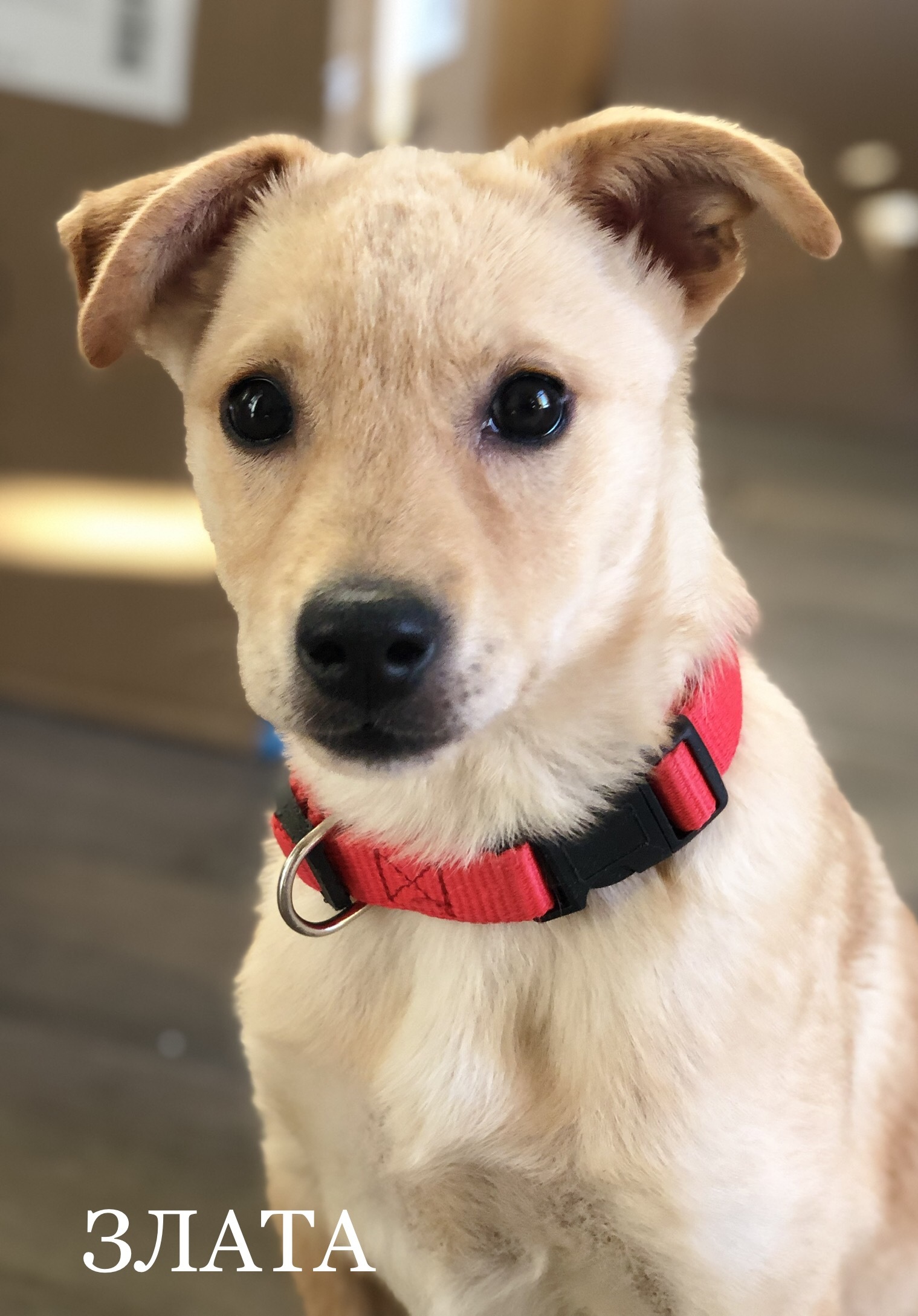 Rescued puppies from a construction site urgently looking for a home - My, In good hands, Homeless animals, Puppies, Is free, Volunteering, Longpost