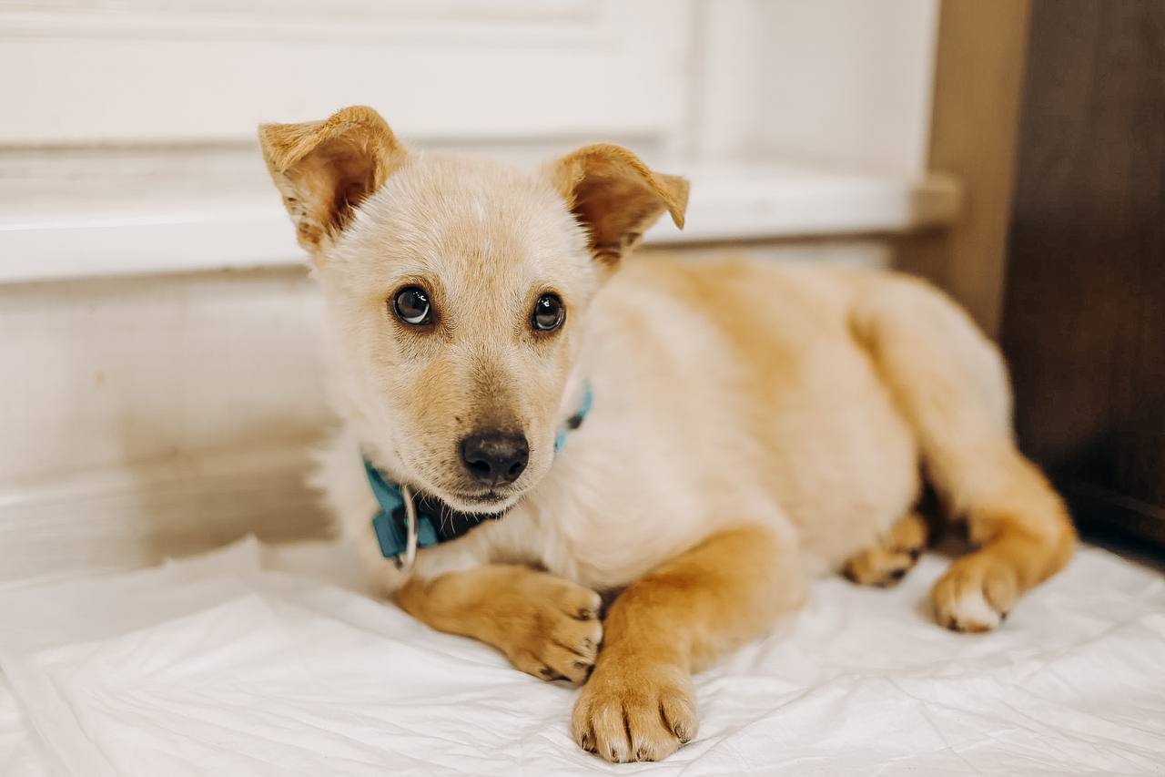 Rescued puppies from a construction site urgently looking for a home - My, In good hands, Homeless animals, Puppies, Is free, Volunteering, Longpost