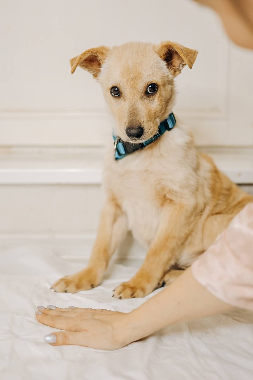 Rescued puppies from a construction site urgently looking for a home - My, In good hands, Homeless animals, Puppies, Is free, Volunteering, Longpost