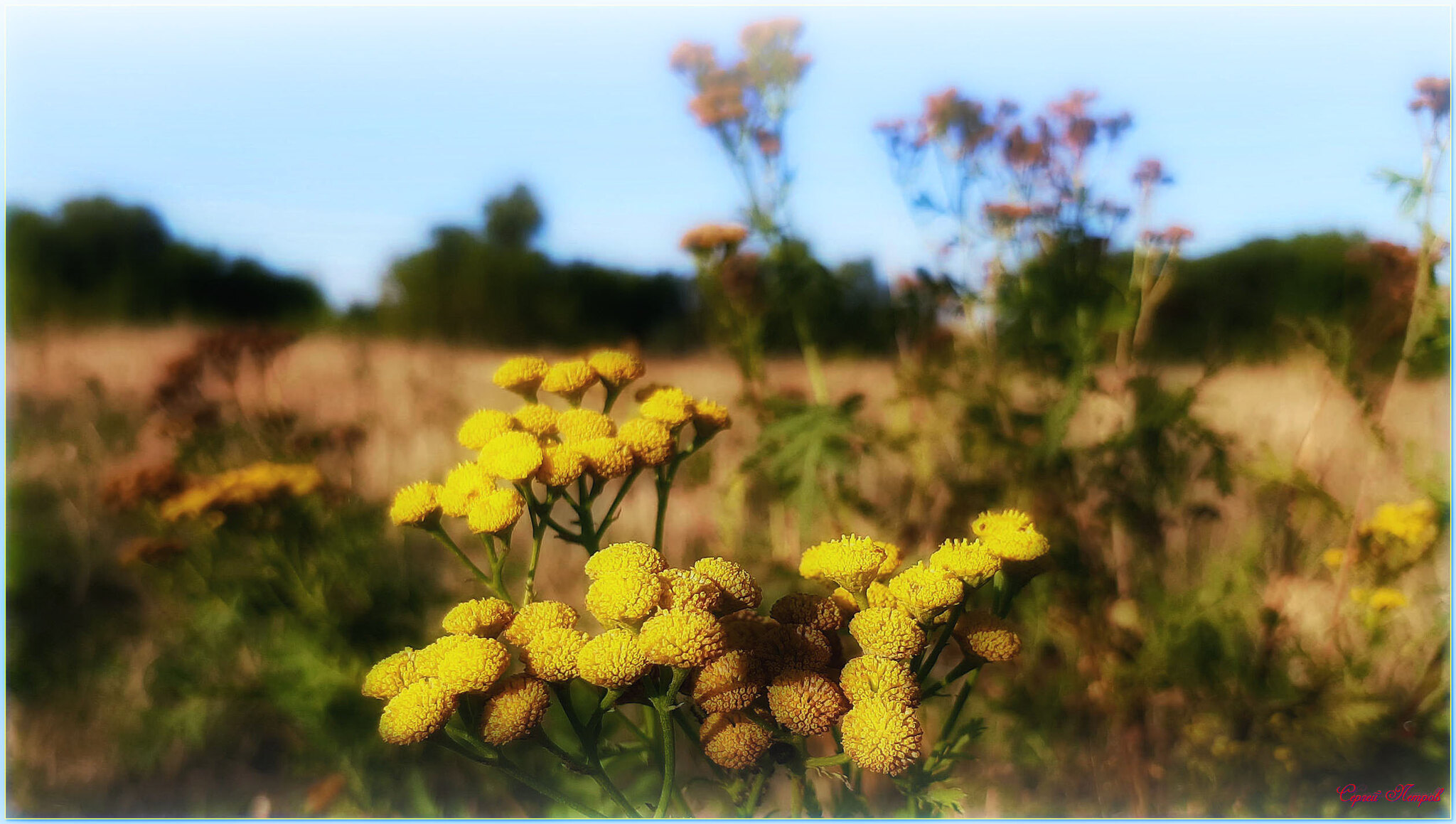 Tansy - My, The photo, Nature, Summer, Tansy