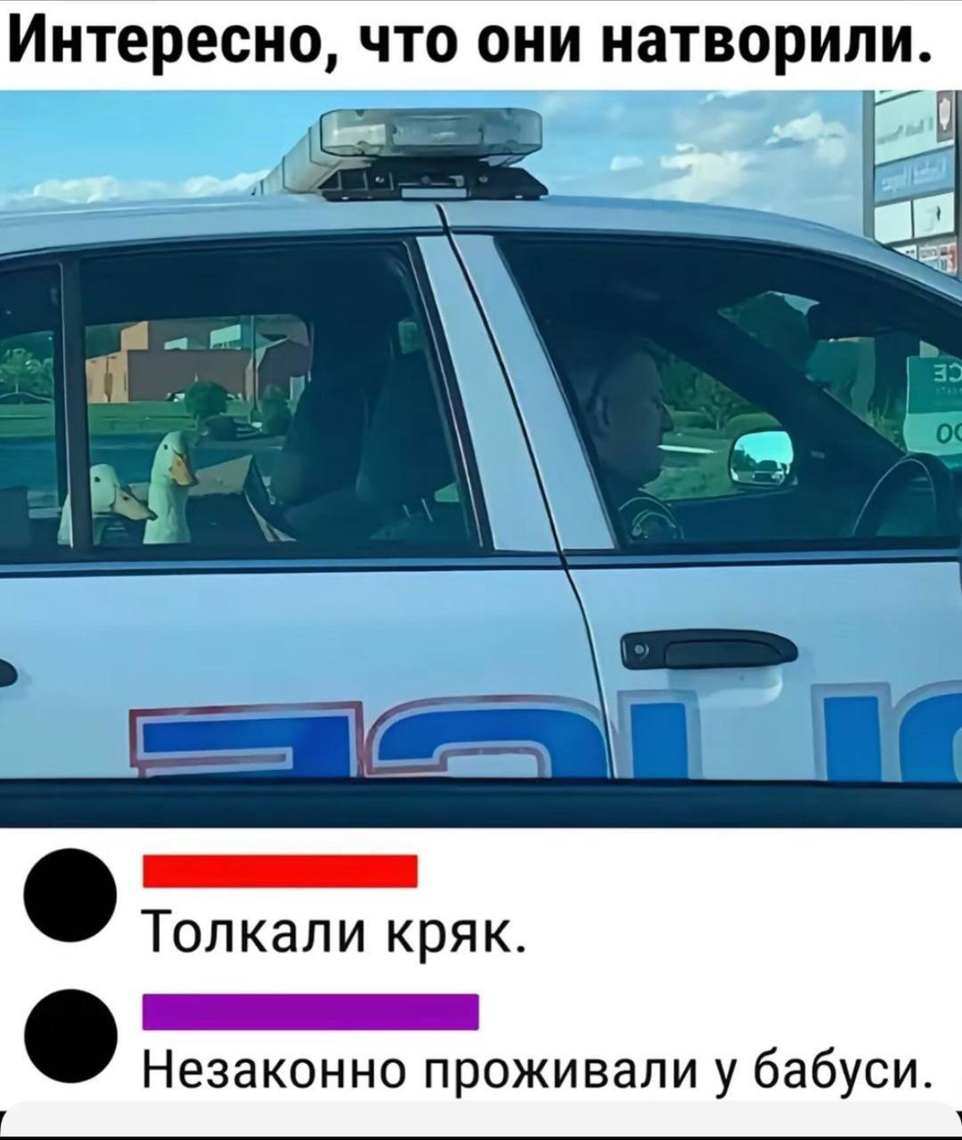 Two cheerful geese - Police, Гусь, Car