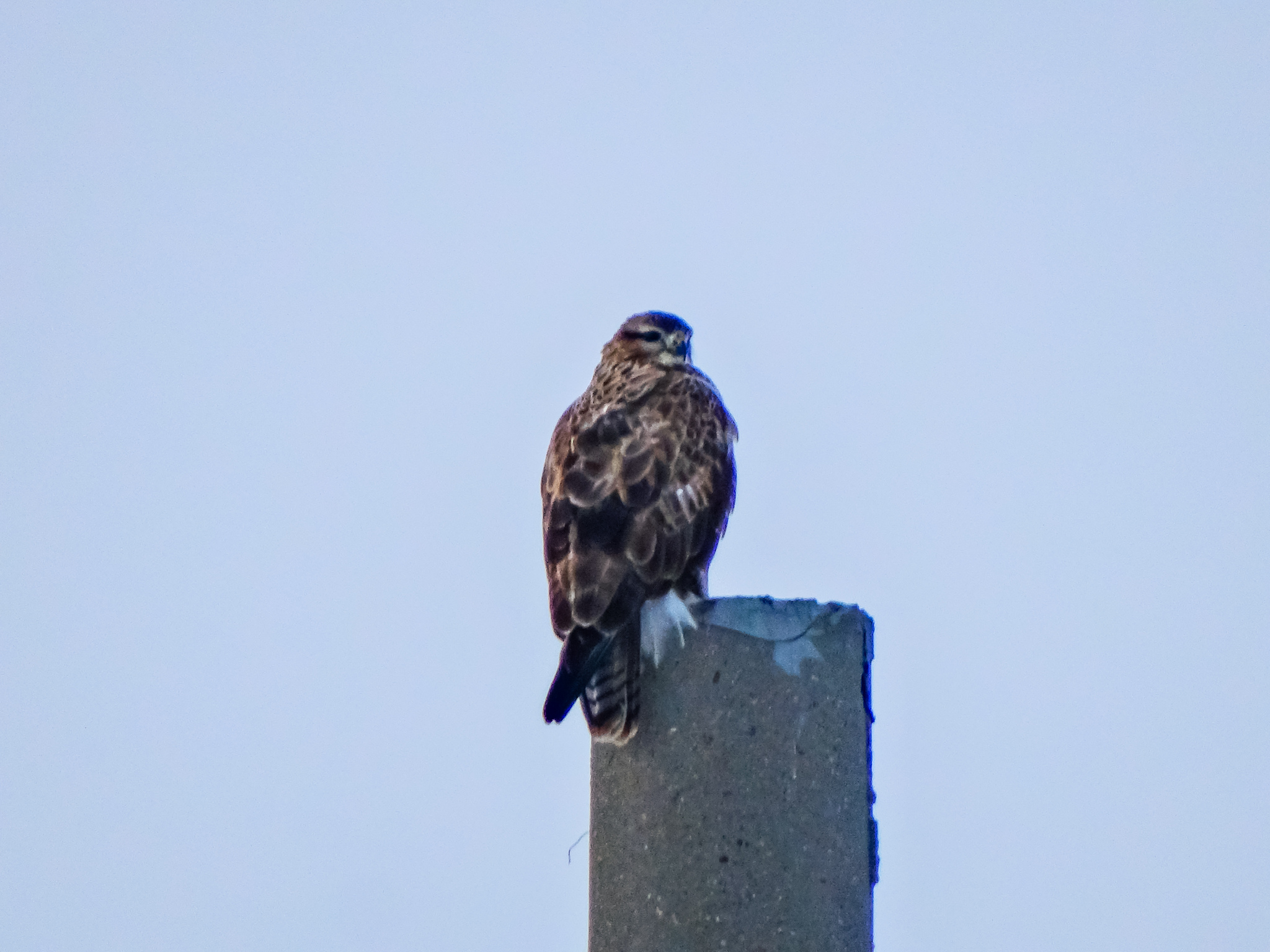 Common Buzzard. Buzzard. Terrible bird - Nature, Ornithology, Biology, Birds, A life, Russia, Дальний Восток, The nature of Russia, Photo hunting, Bird watching, Ornithology League