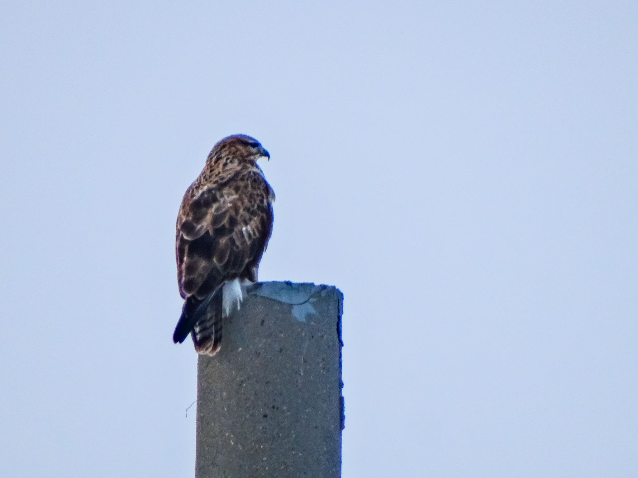 Common Buzzard. Buzzard. Terrible bird - Nature, Ornithology, Biology, Birds, A life, Russia, Дальний Восток, The nature of Russia, Photo hunting, Bird watching, Ornithology League