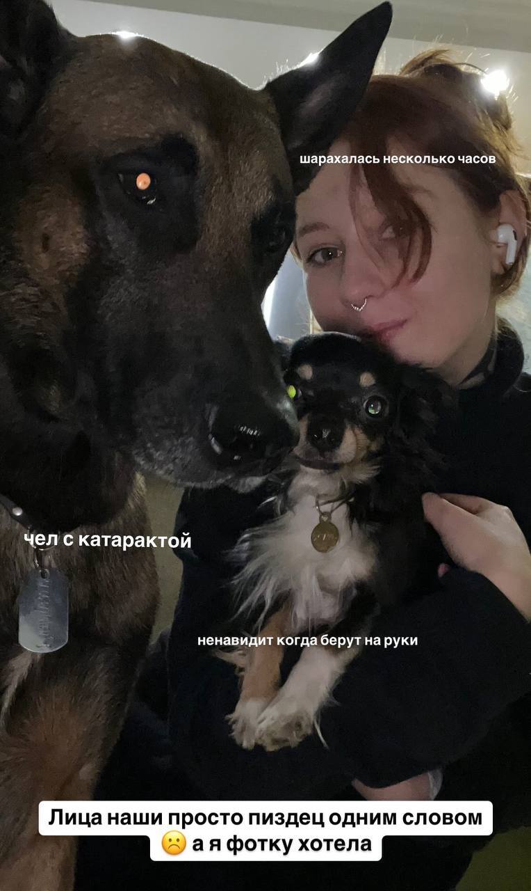 Yana, Toughness and Horror - My, Dog, Girls, Malinois, Chihuahua, Humor, Picture with text, Mat