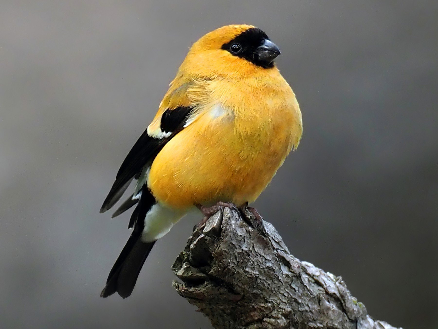 Orange Bullfinch - The photo, From the network, Passeriformes, Family finchidae, Bullfinches, Birds, Ornithology, wildlife