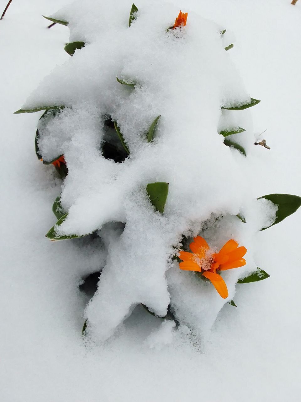 Calendula - My, Winter, Snow, Nature, Calendula, Flowers, Mobile photography, Longpost