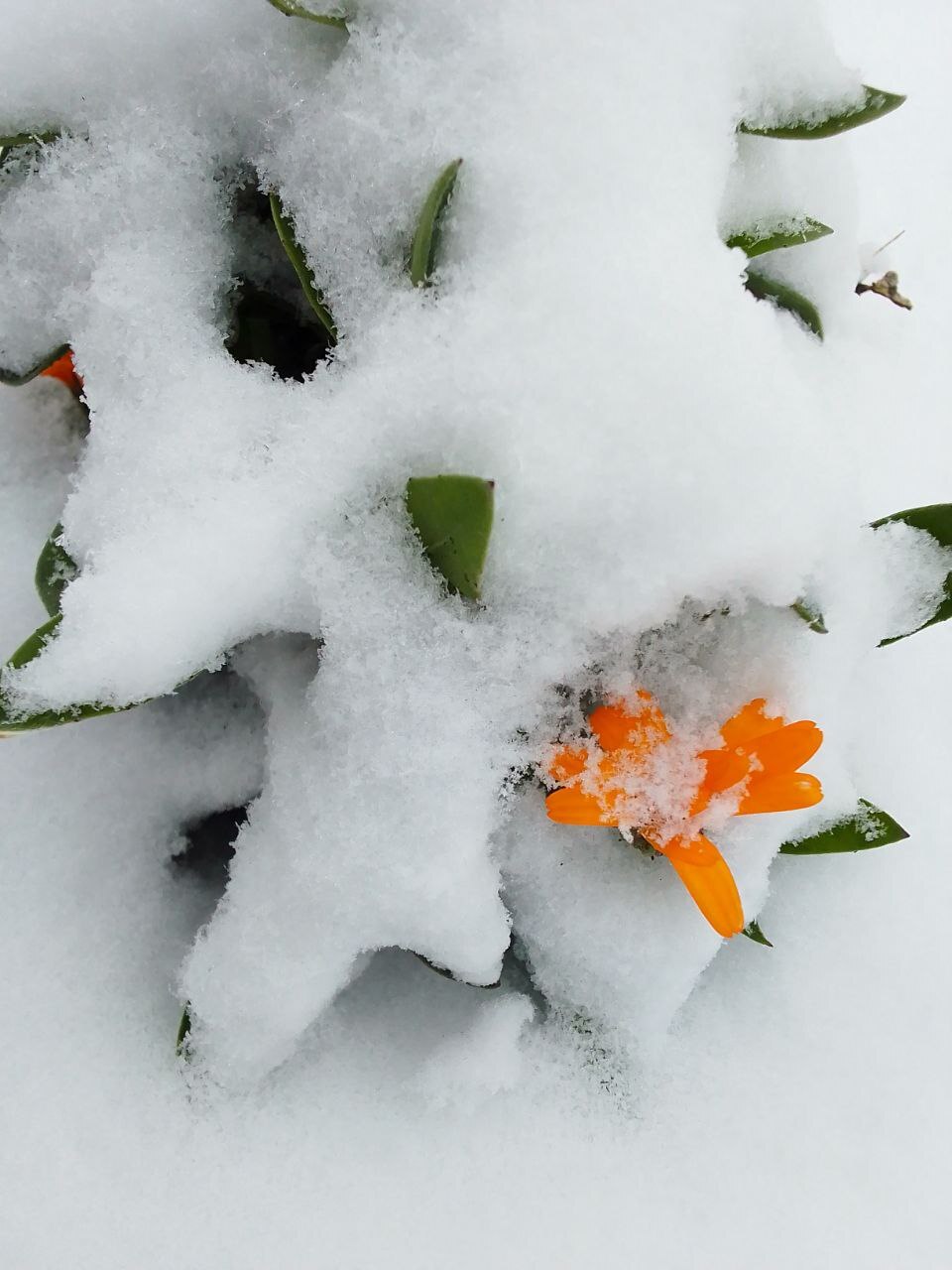 Calendula - My, Winter, Snow, Nature, Calendula, Flowers, Mobile photography, Longpost