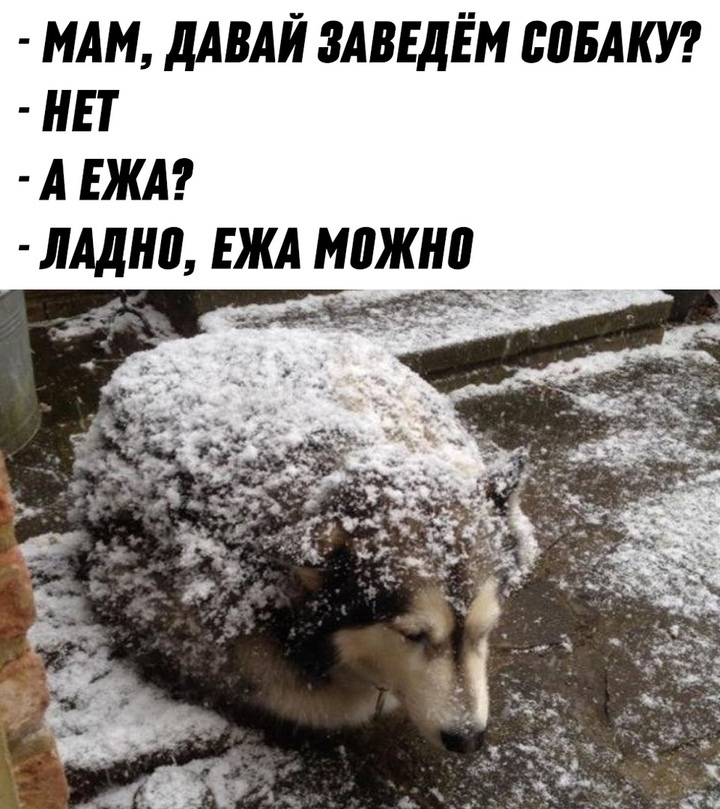 Let's - Picture with text, Humor, Dog, Snow