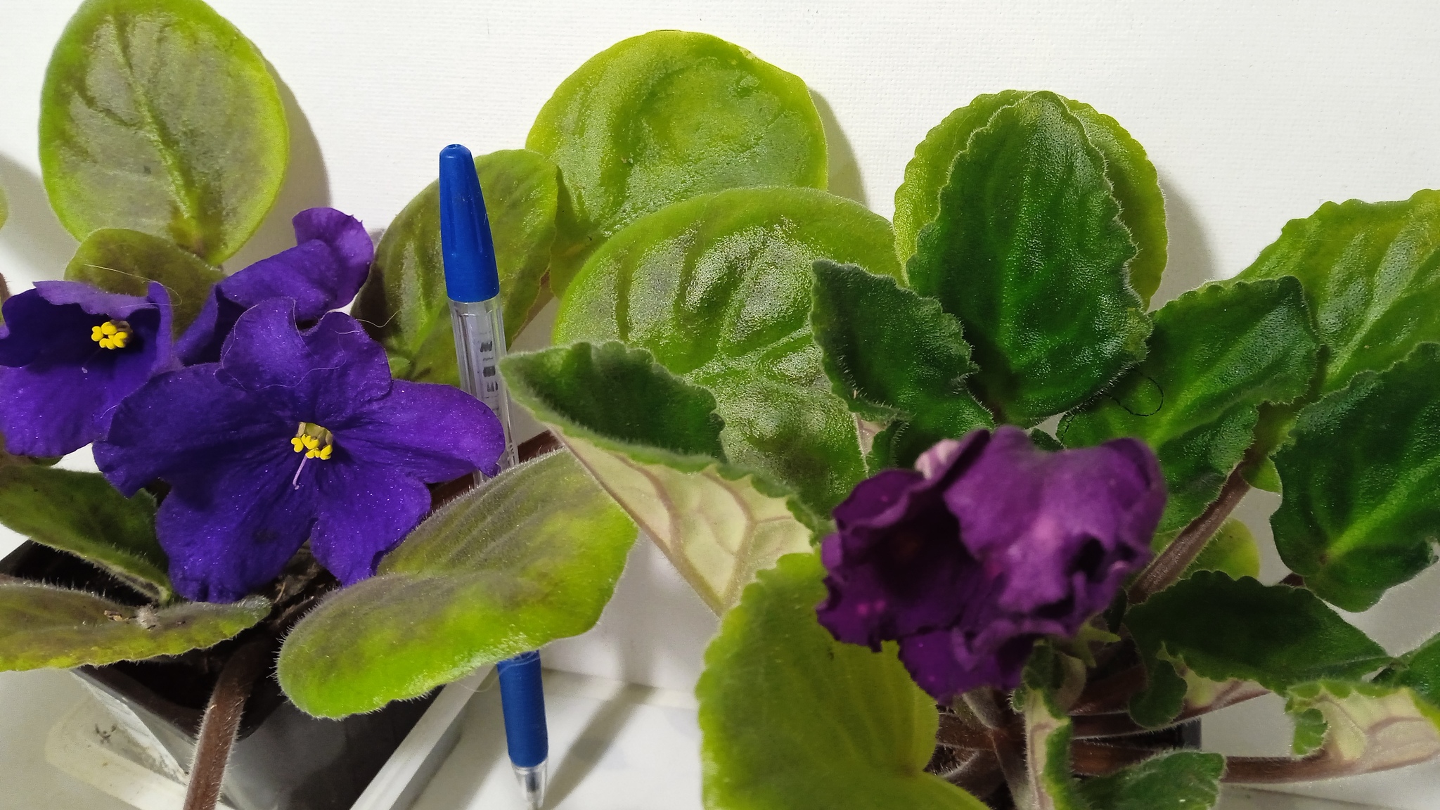 Violets in December - My, Violets, Houseplants