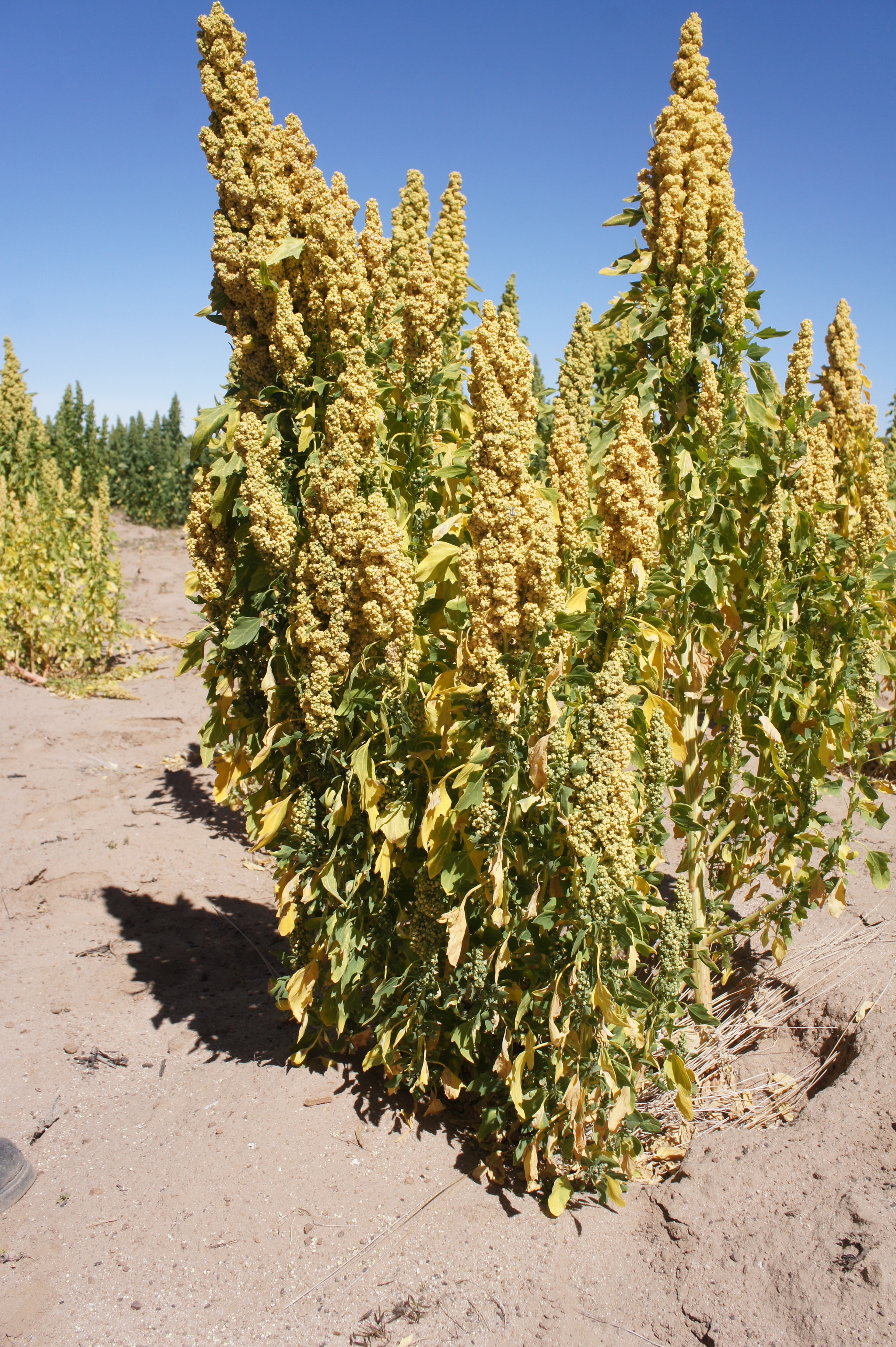 Quinoa - My, Plants, Botany, Entertaining botany, Quinoa, Botmuseum, Botanical Museum of the Botanical Institute of the Russian Academy of Sciences, Botanical Museum, Longpost