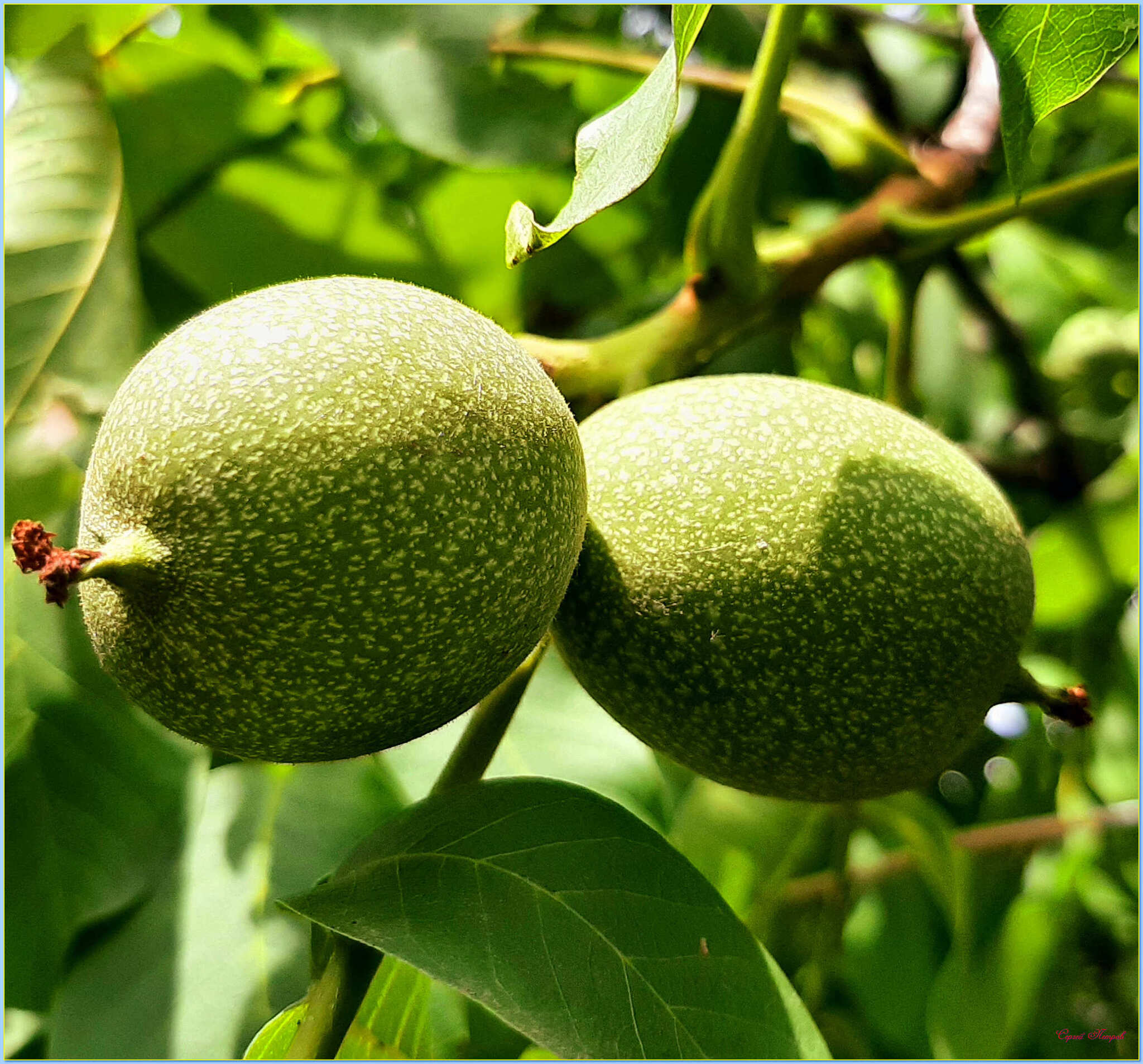 Walnut - My, The photo, Nature, Summer, Walnuts