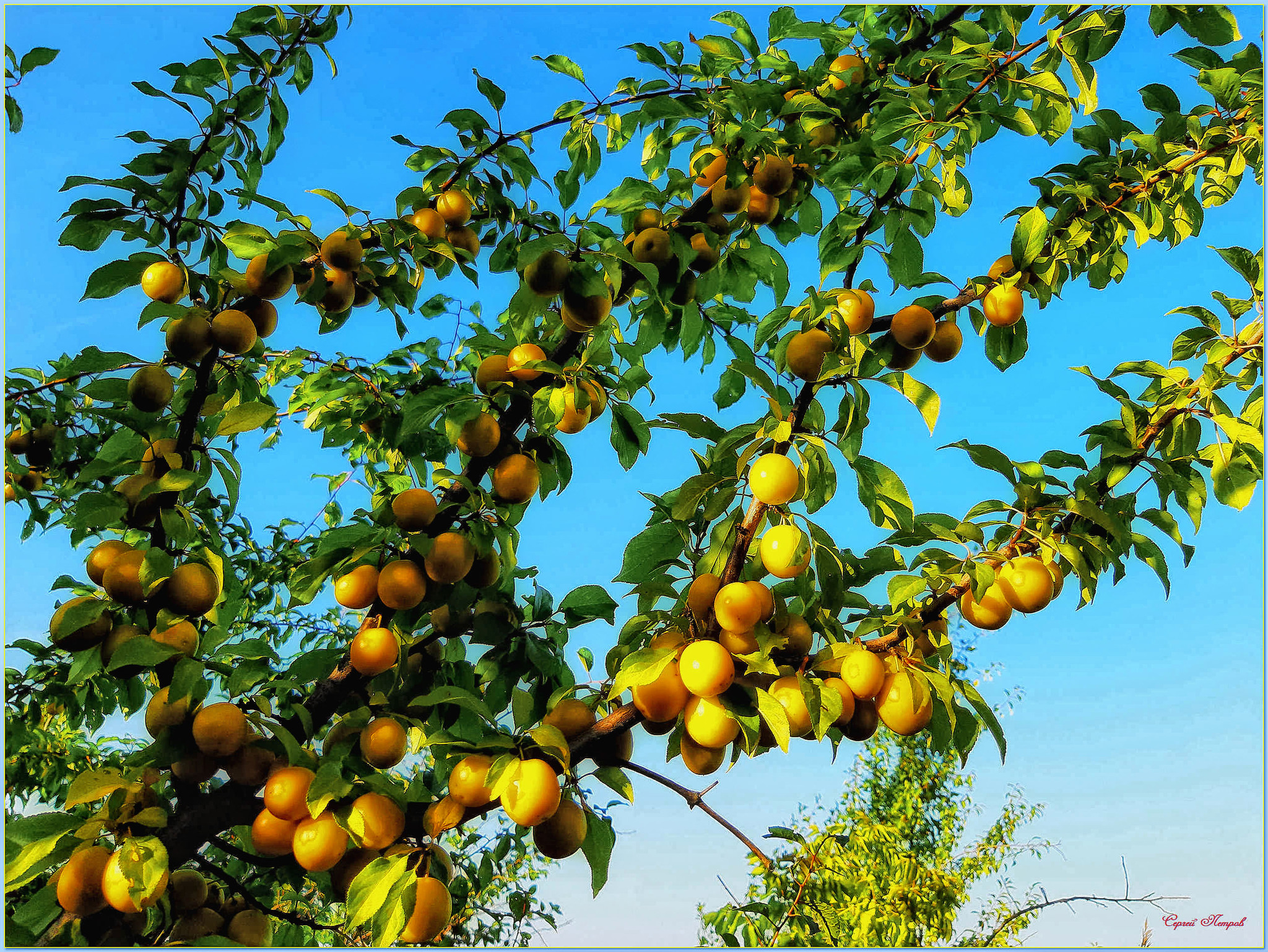 Cherry plum - My, The photo, Nature, Summer, Фрукты, Cherry plum