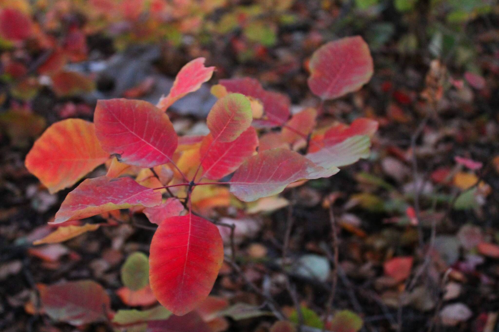 Autumn leaves - My, The photo, Nature, Plants, Leaves, Autumn leaves