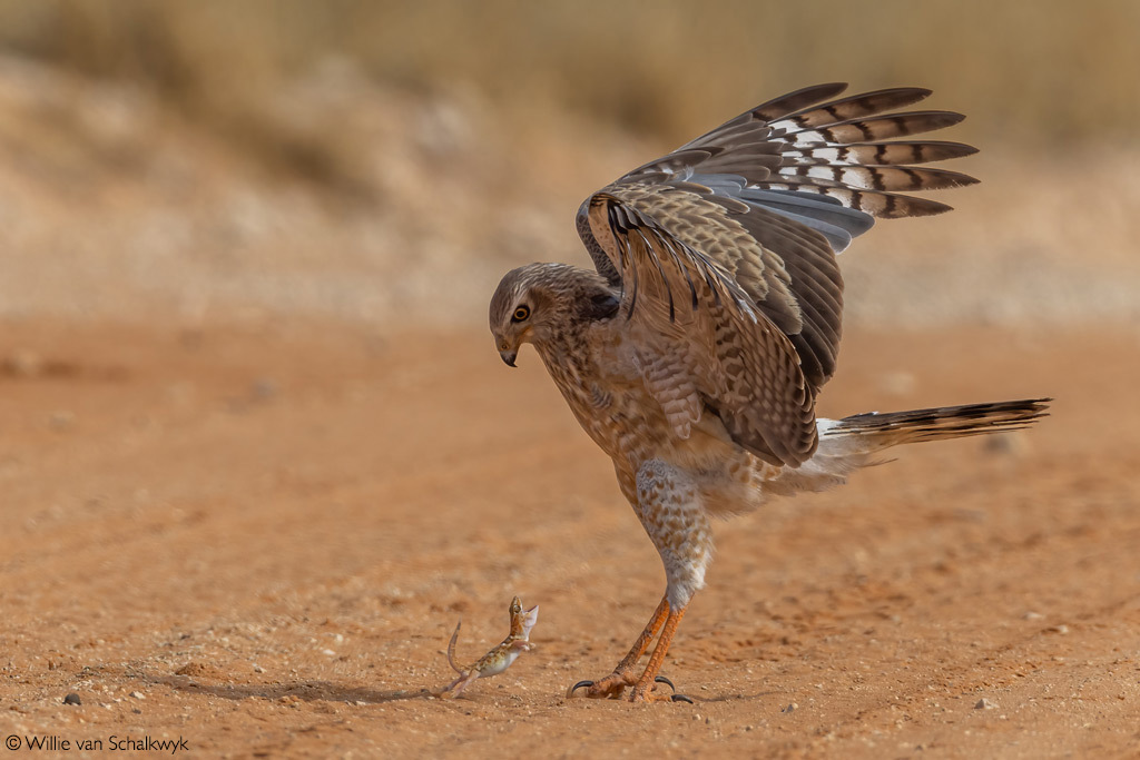 We'll see who's whose dinner! - Hawk, Birds, Predator birds, Gecko, Reptiles, Wild animals, wildlife, National park, South Africa, The photo