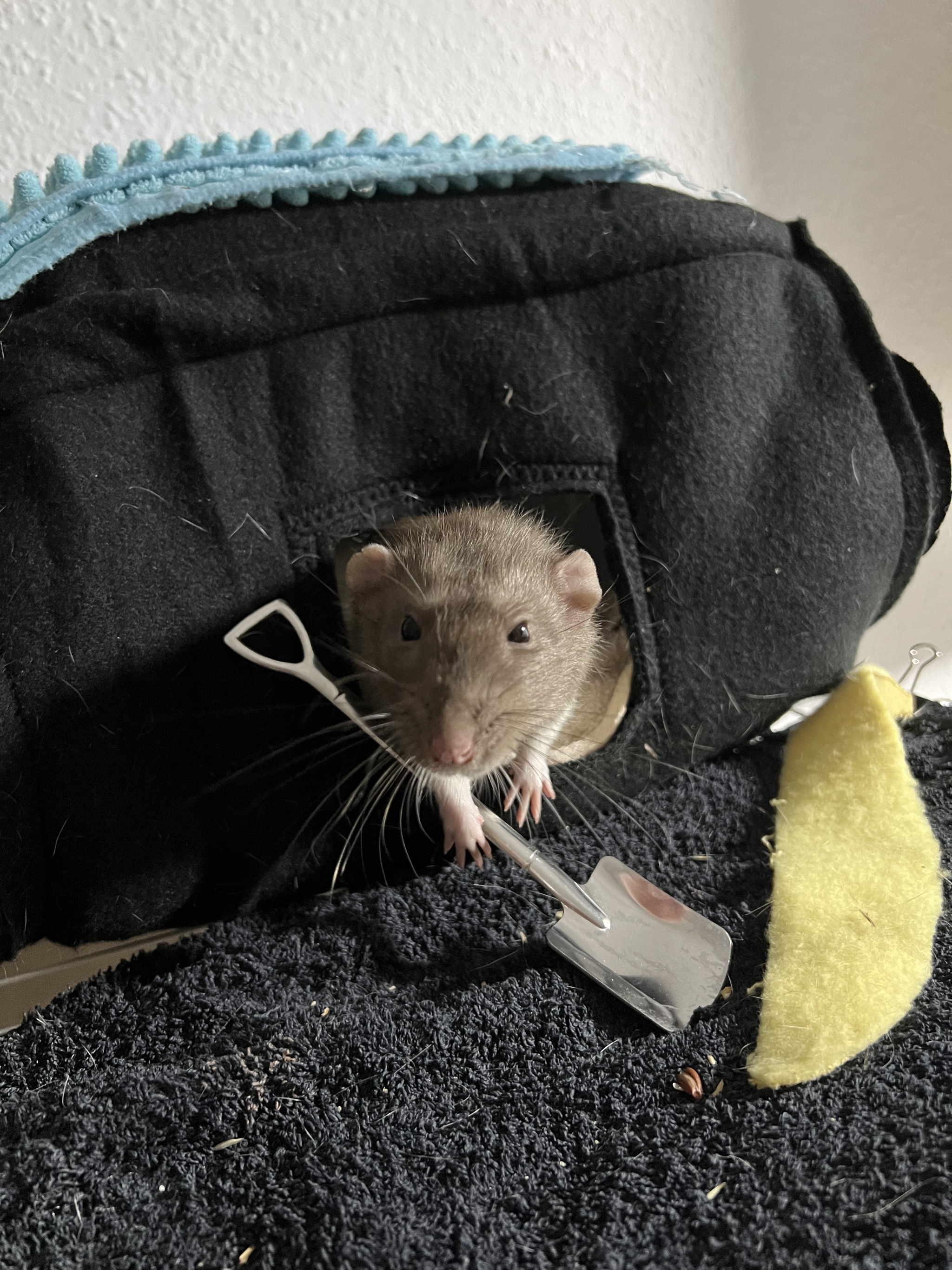 A bunch of photos of rats - My, Rat, Decorative rats, Longpost, The photo