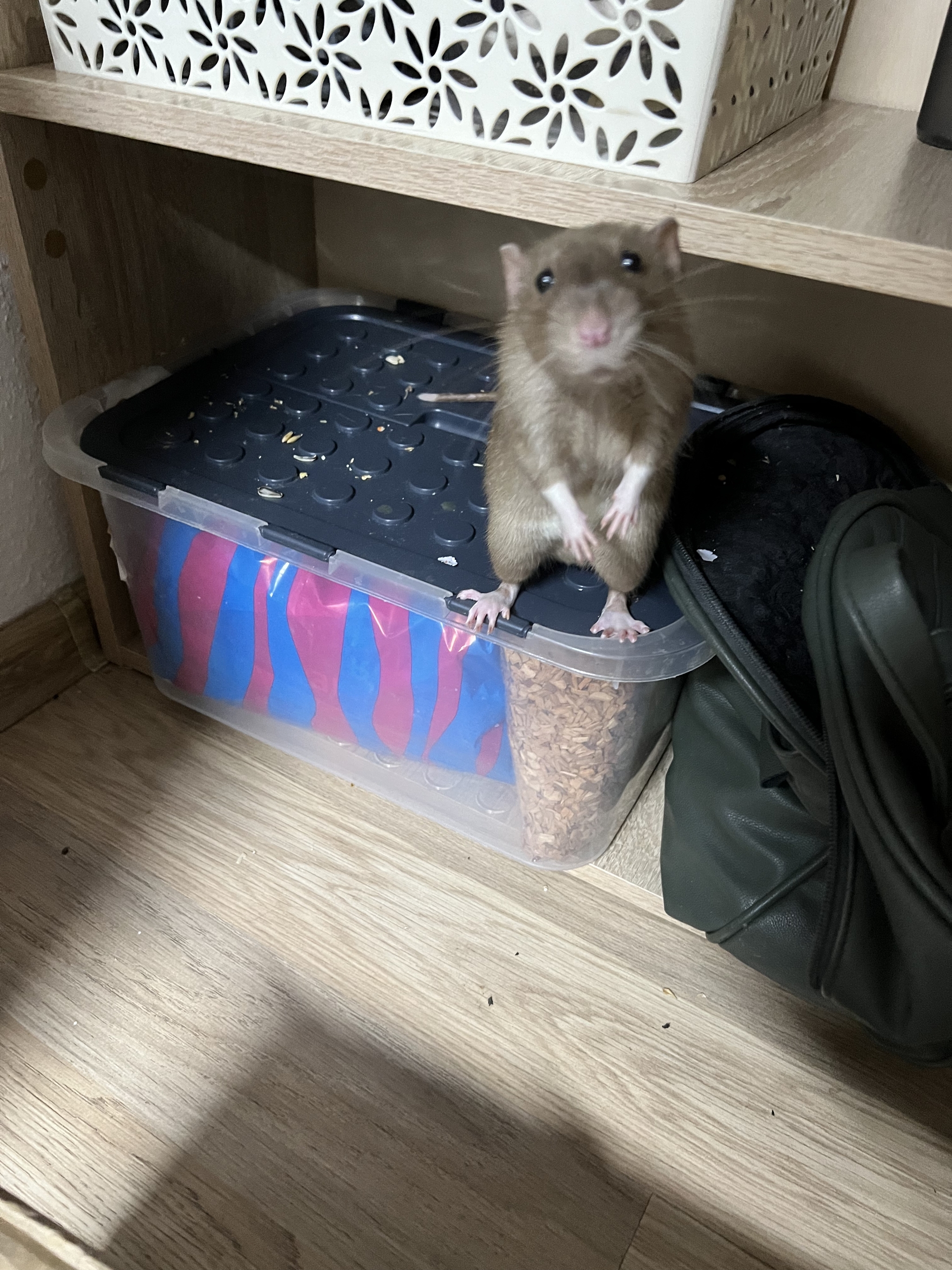 A bunch of photos of rats - My, Rat, Decorative rats, Longpost, The photo