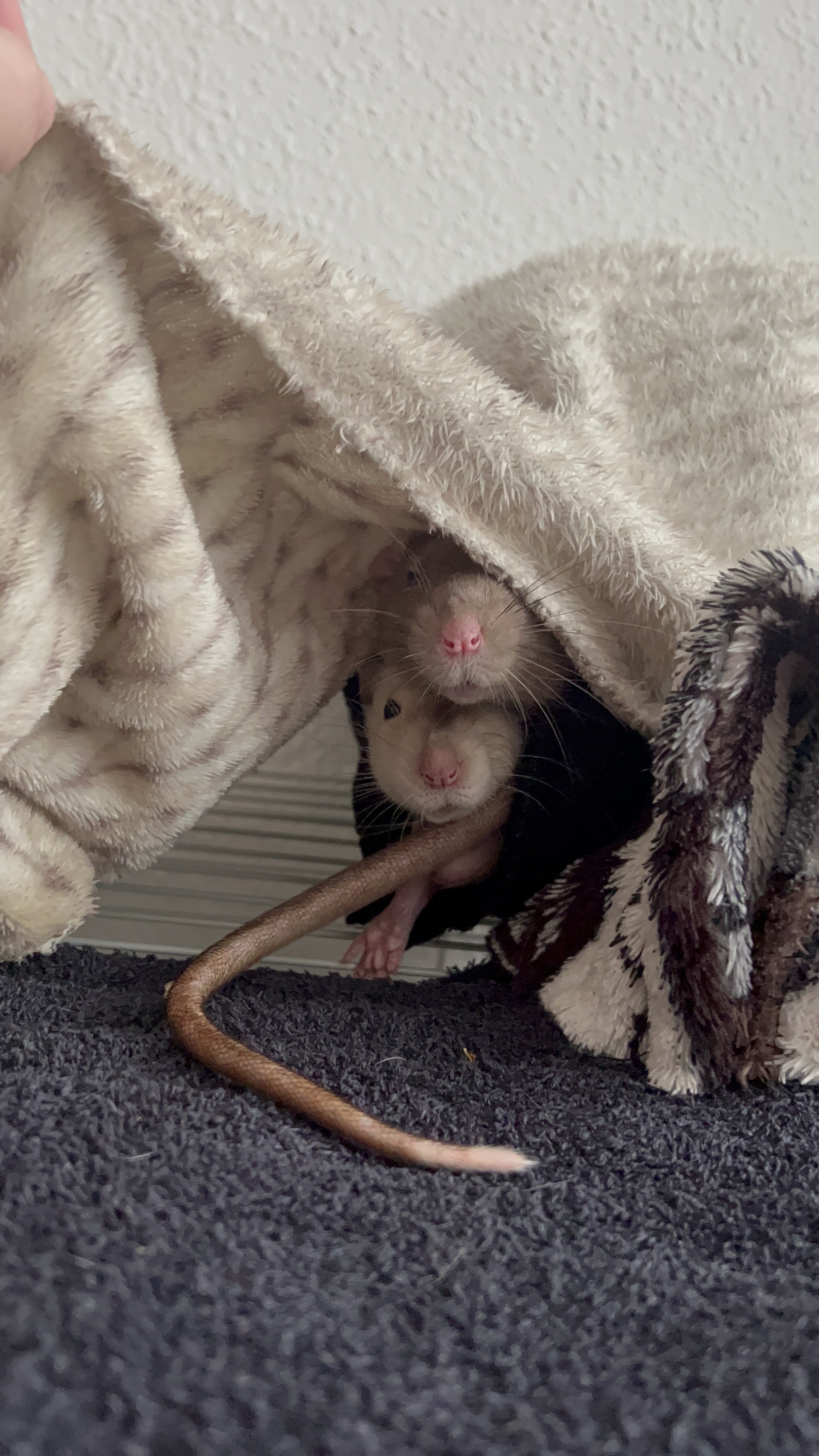 A bunch of photos of rats - My, Rat, Decorative rats, Longpost, The photo