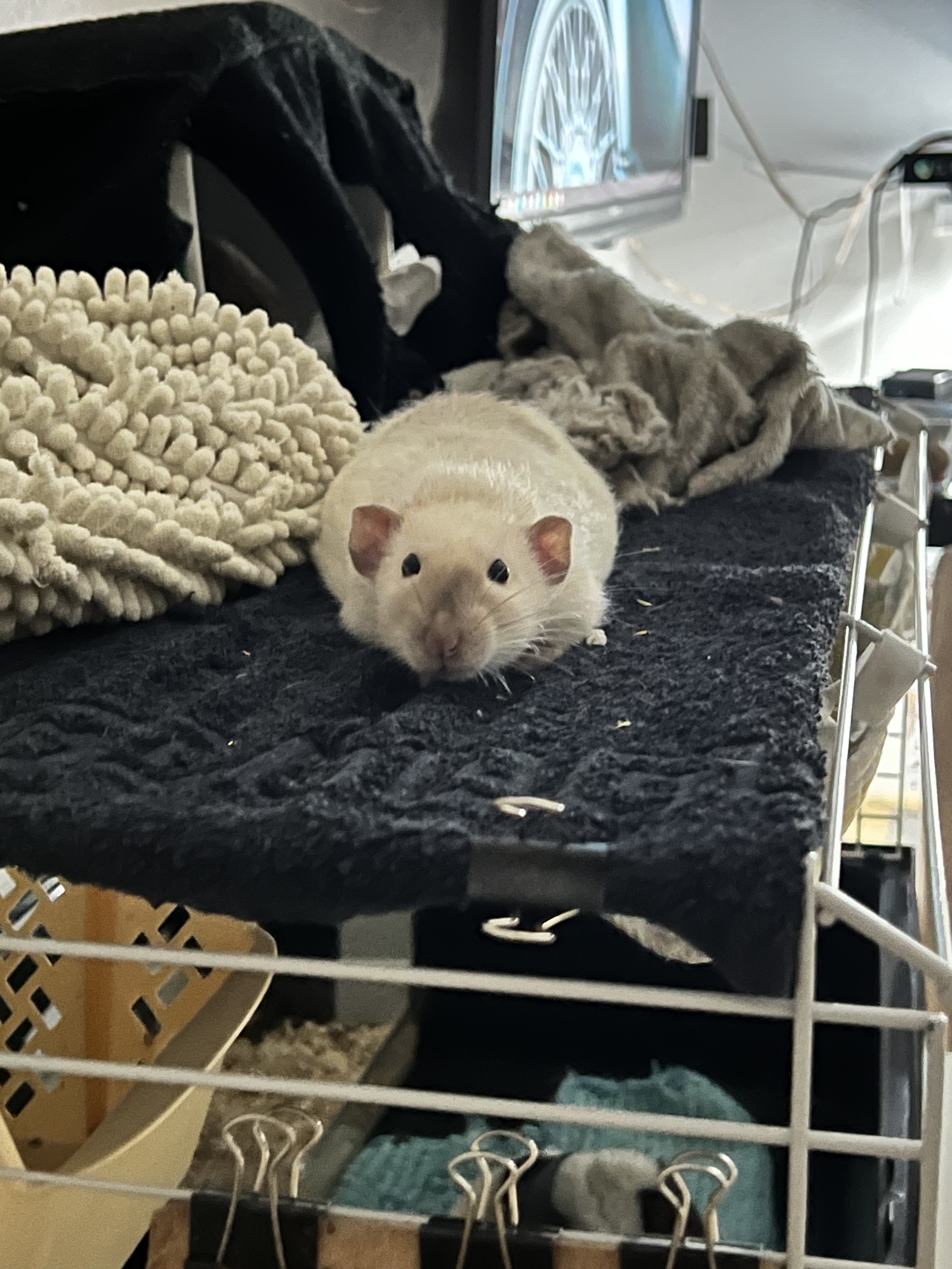 A bunch of photos of rats - My, Rat, Decorative rats, Longpost, The photo