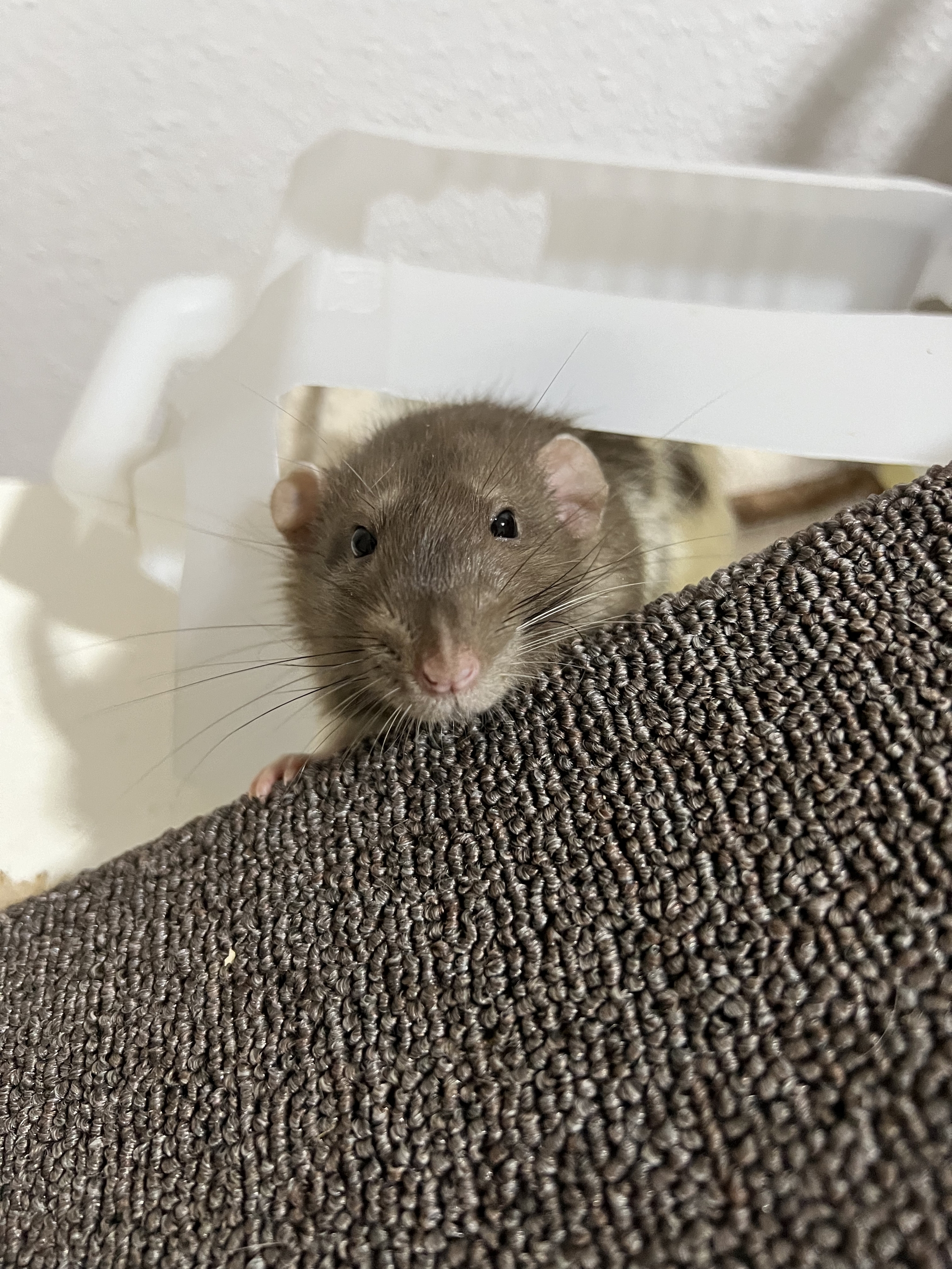 A bunch of photos of rats - My, Rat, Decorative rats, Longpost, The photo