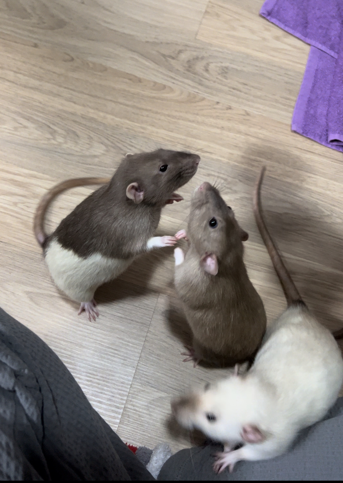 A bunch of photos of rats - My, Rat, Decorative rats, Longpost, The photo