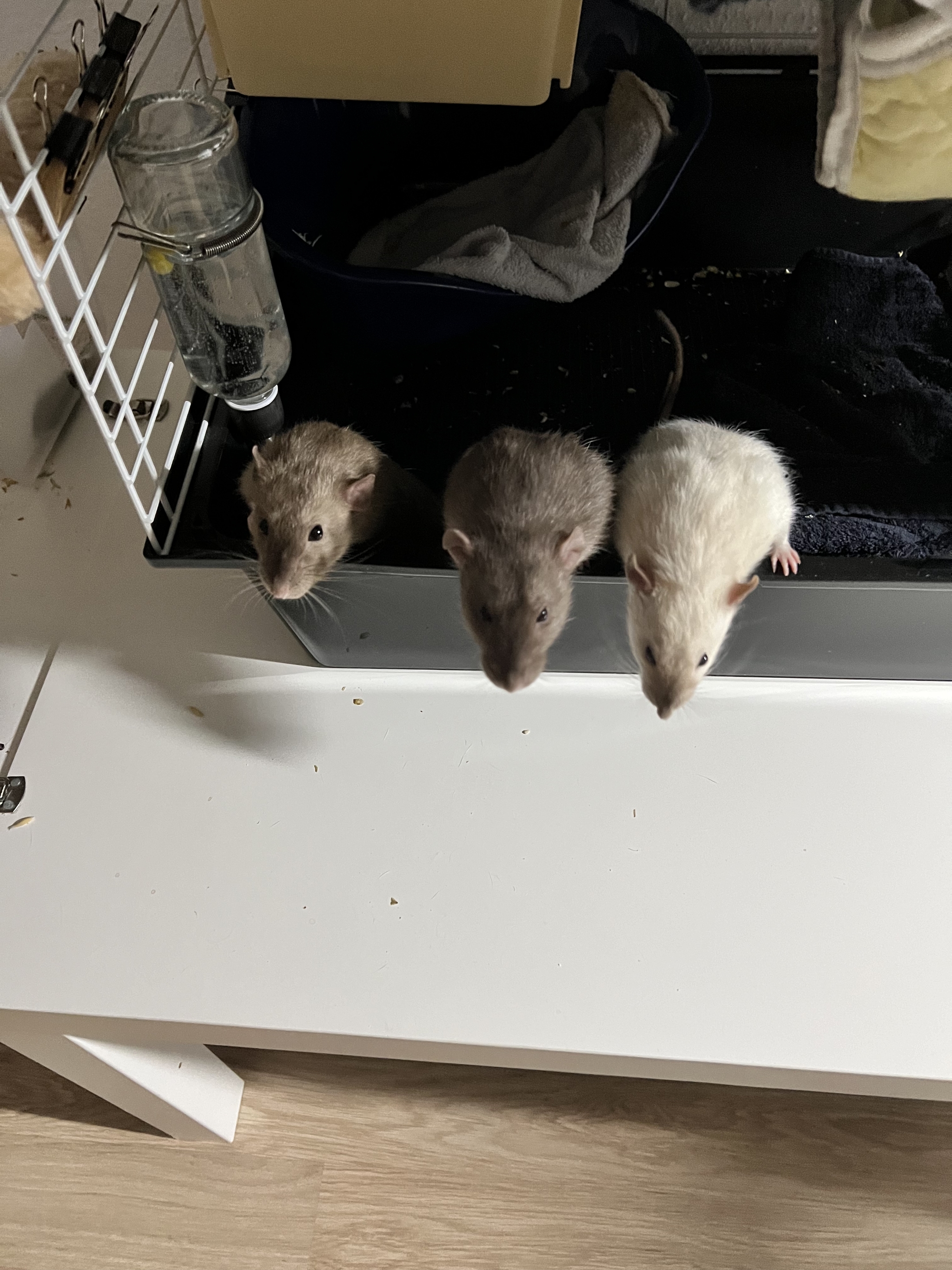 A bunch of photos of rats - My, Rat, Decorative rats, Longpost, The photo