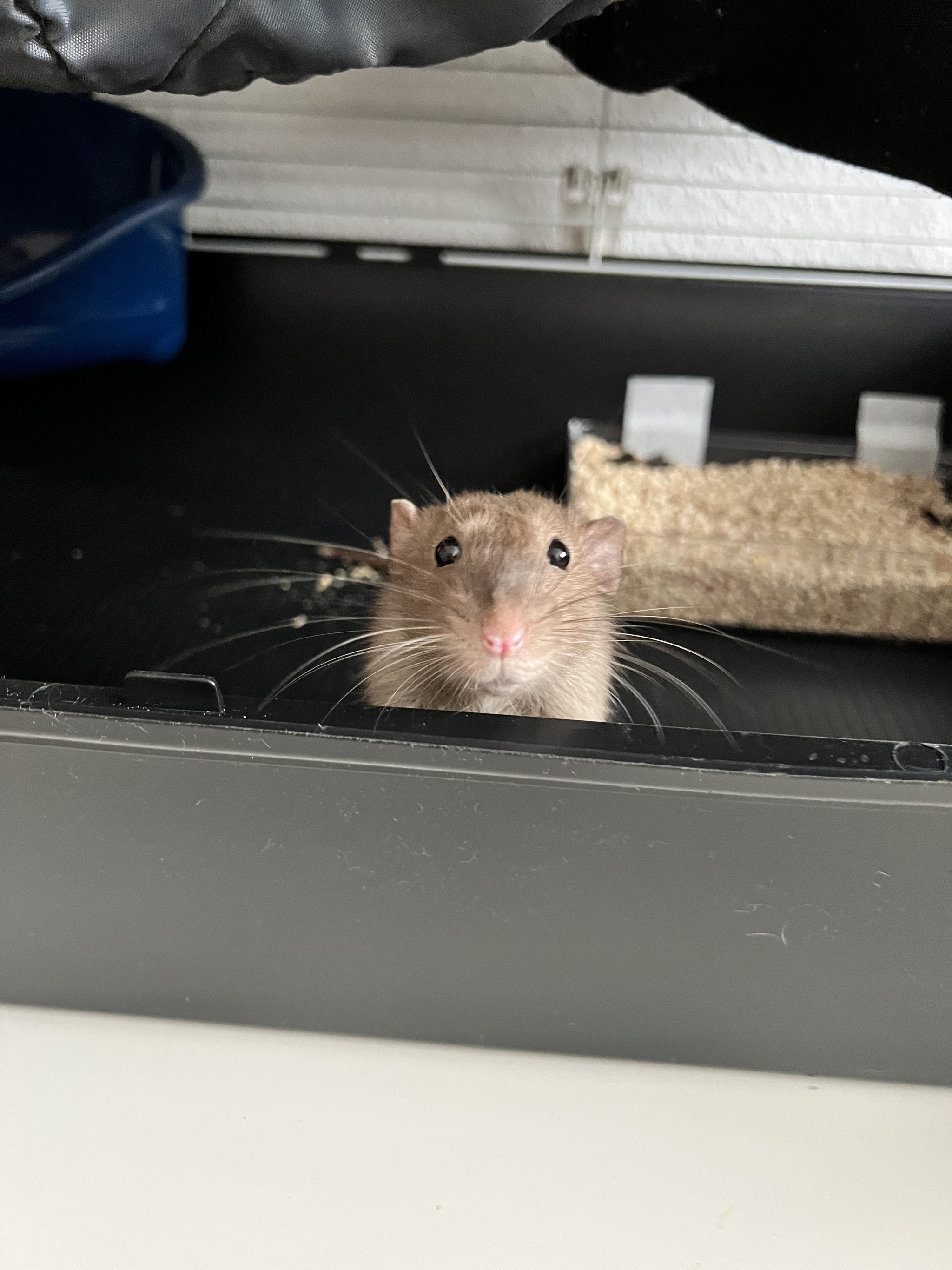 A bunch of photos of rats - My, Rat, Decorative rats, Longpost, The photo