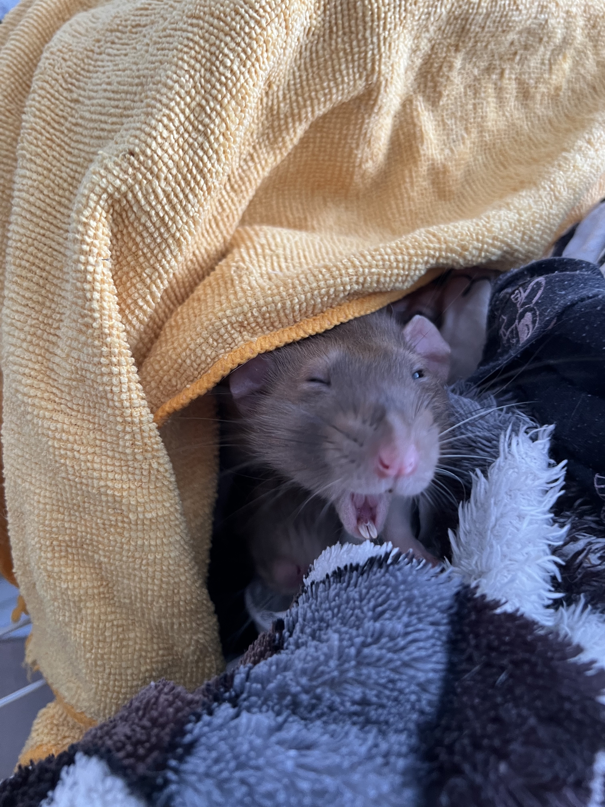 A bunch of photos of rats - My, Rat, Decorative rats, Longpost, The photo