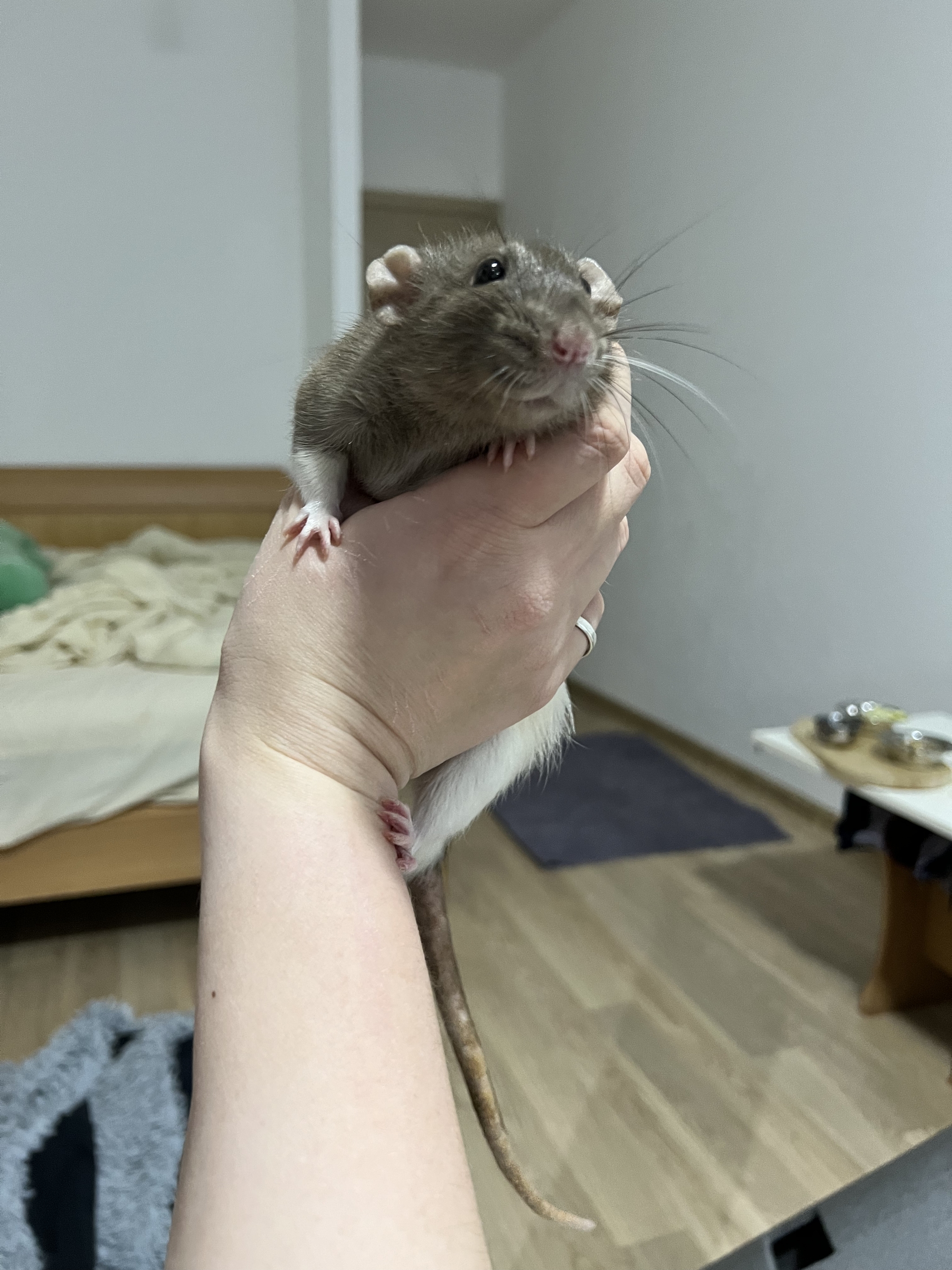 A bunch of photos of rats - My, Rat, Decorative rats, Longpost, The photo