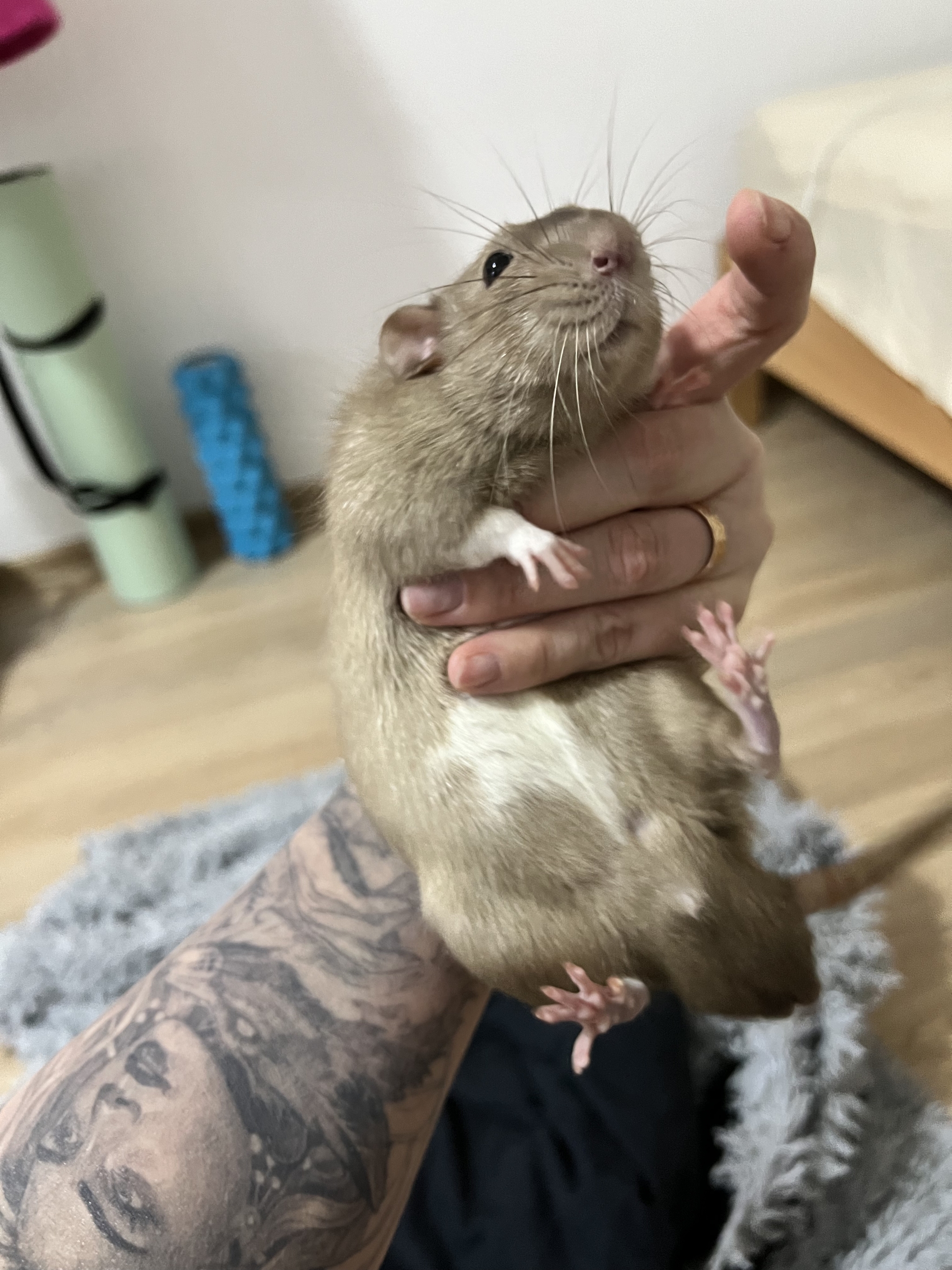 A bunch of photos of rats - My, Rat, Decorative rats, Longpost, The photo