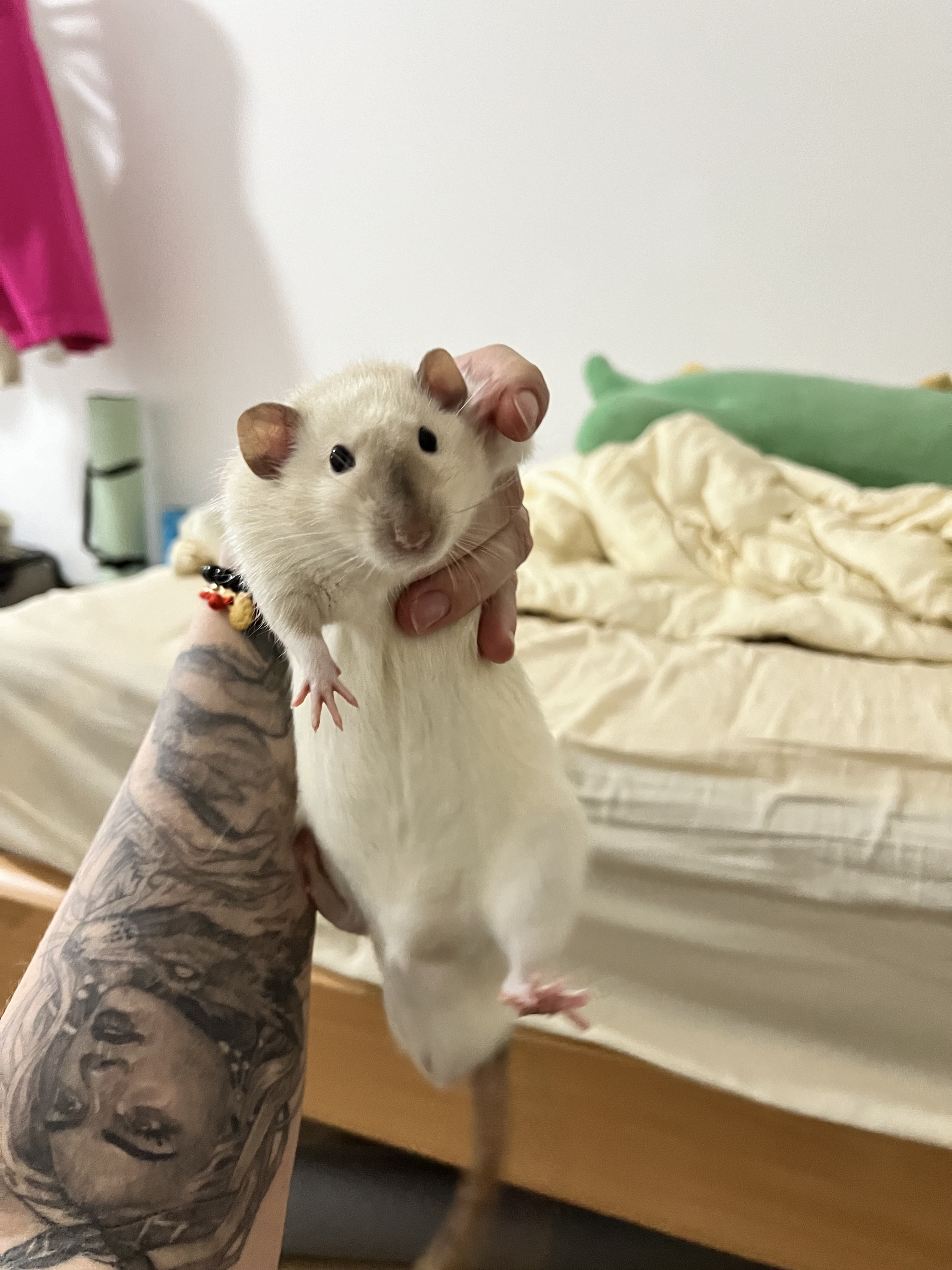 A bunch of photos of rats - My, Rat, Decorative rats, Longpost, The photo