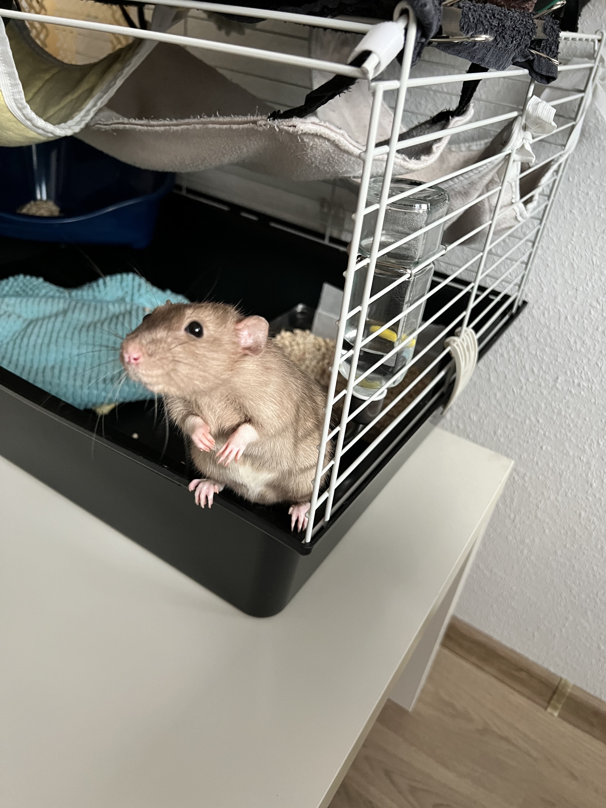 A bunch of photos of rats - My, Rat, Decorative rats, Longpost, The photo