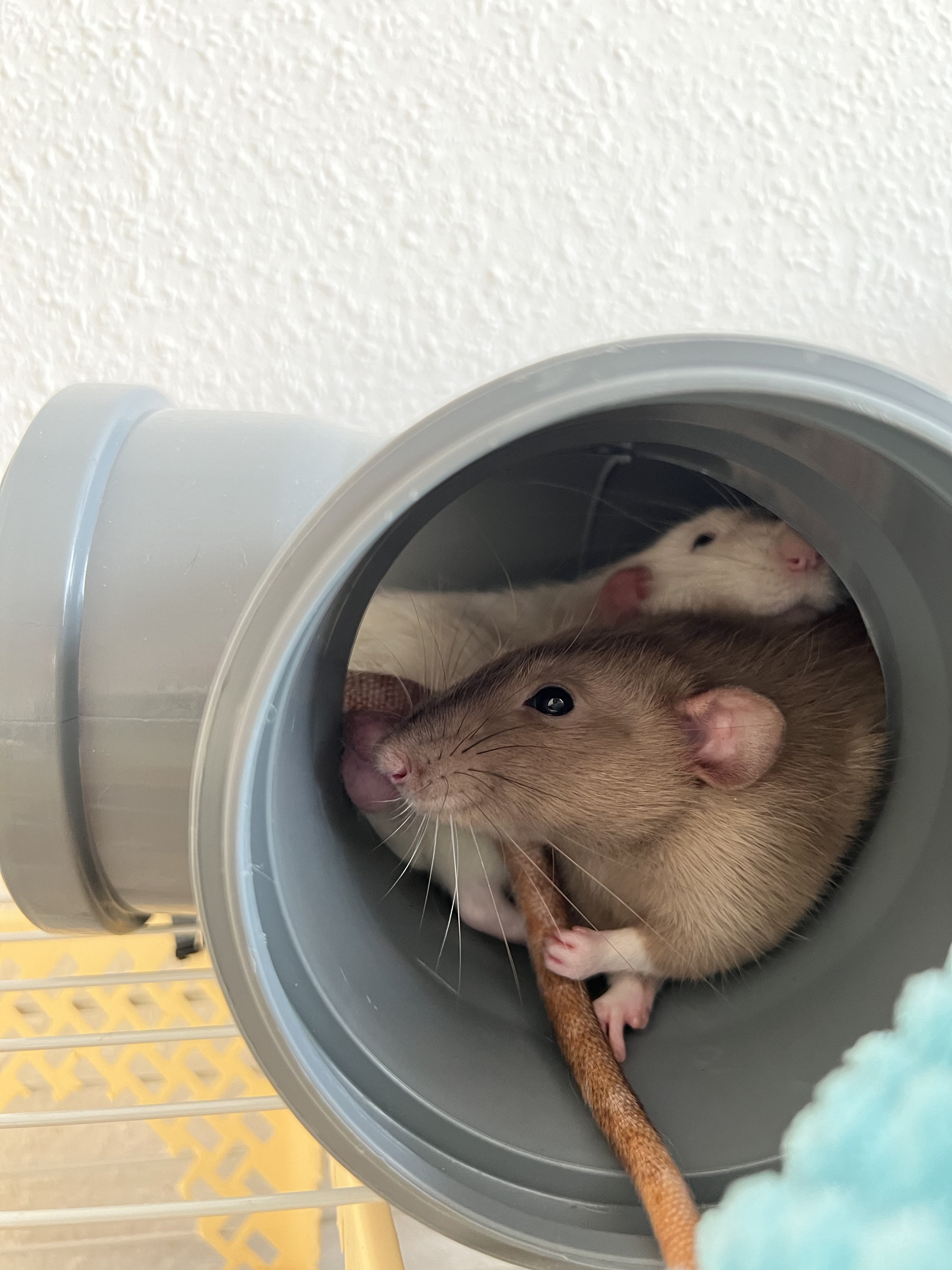 A bunch of photos of rats - My, Rat, Decorative rats, Longpost, The photo