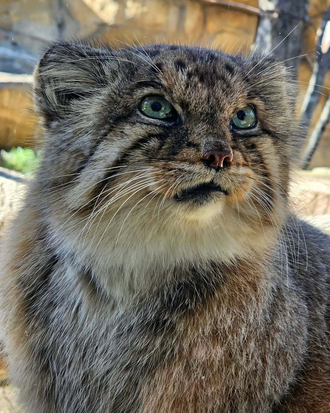 Green-eyed - Predatory animals, Cat family, Wild animals, Zoo, Pallas' cat, Small cats, The photo