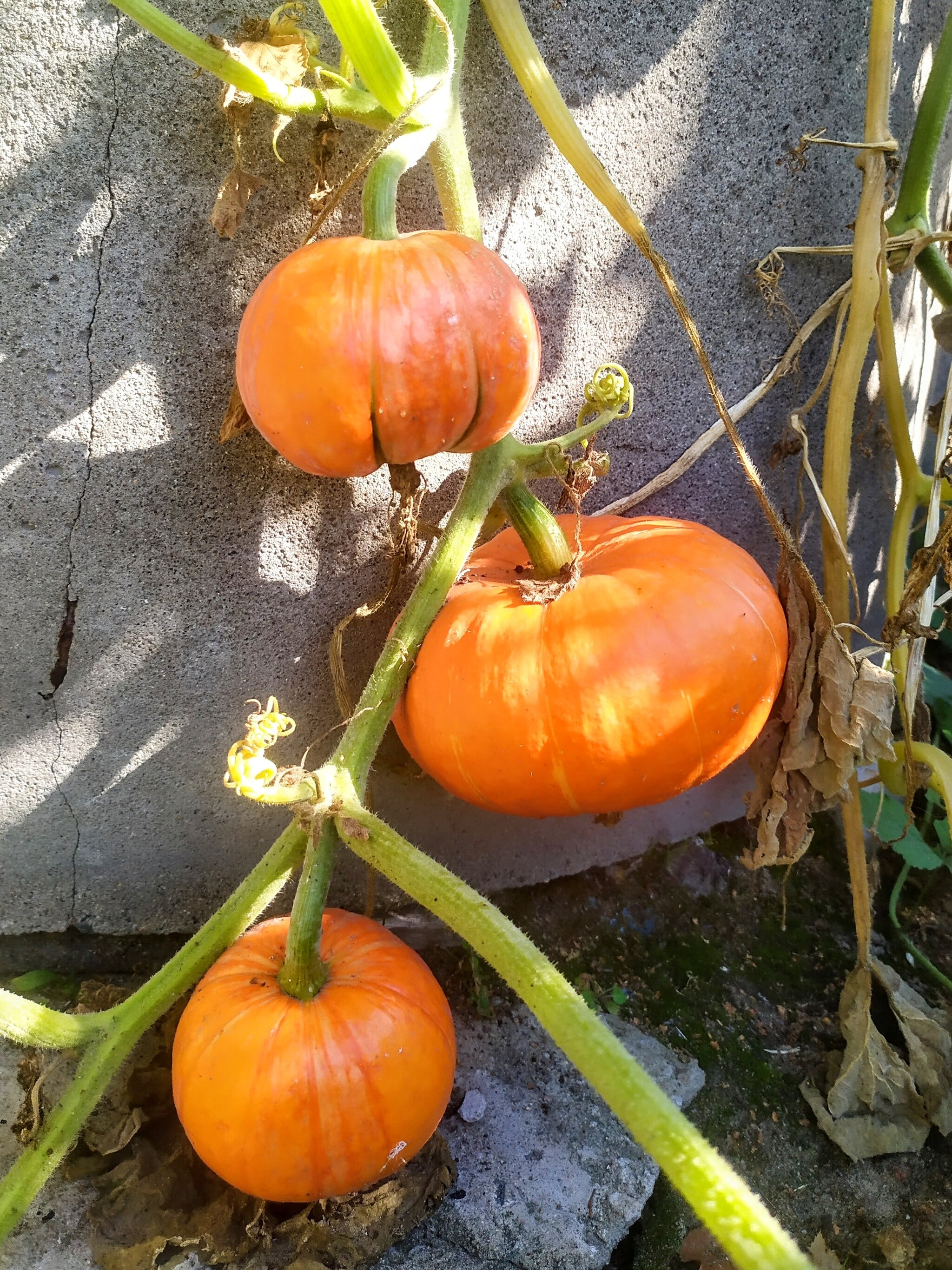 Harvest - My, Mobile photography, Pumpkin, Autumn, Vegetables, Garden