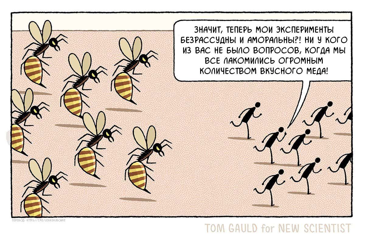 Пчёлы - Моё, Комиксы, Tom gauld, Пчелы, Мёд, Эксперимент, Перевел сам