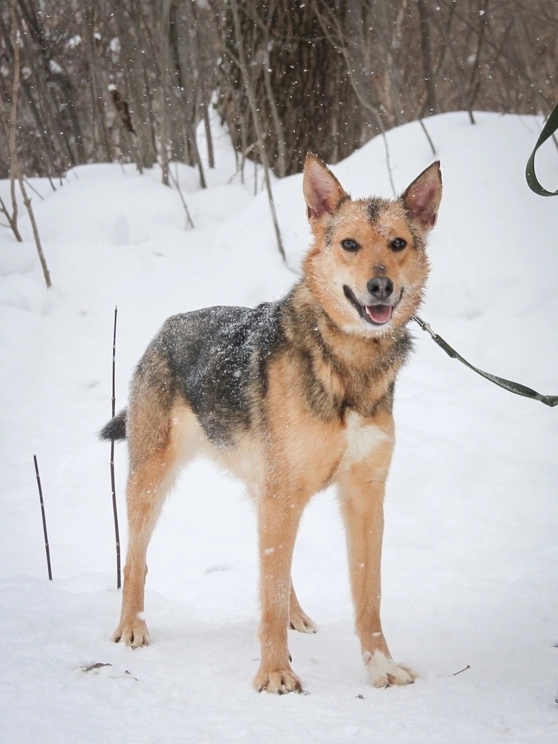 SHPULKA - a dog girl is waiting for her owner - Overexposure, Volunteering, Homeless animals, In good hands, Shelter, Dog, Kindness, Permian, Longpost