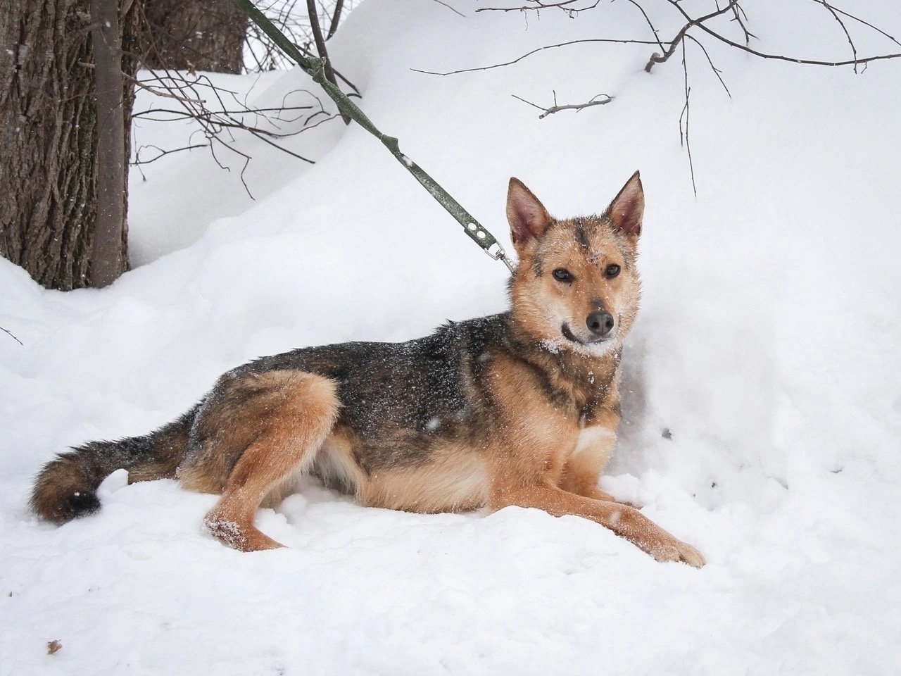 SHPULKA - a dog girl is waiting for her owner - Overexposure, Volunteering, Homeless animals, In good hands, Shelter, Dog, Kindness, Permian, Longpost