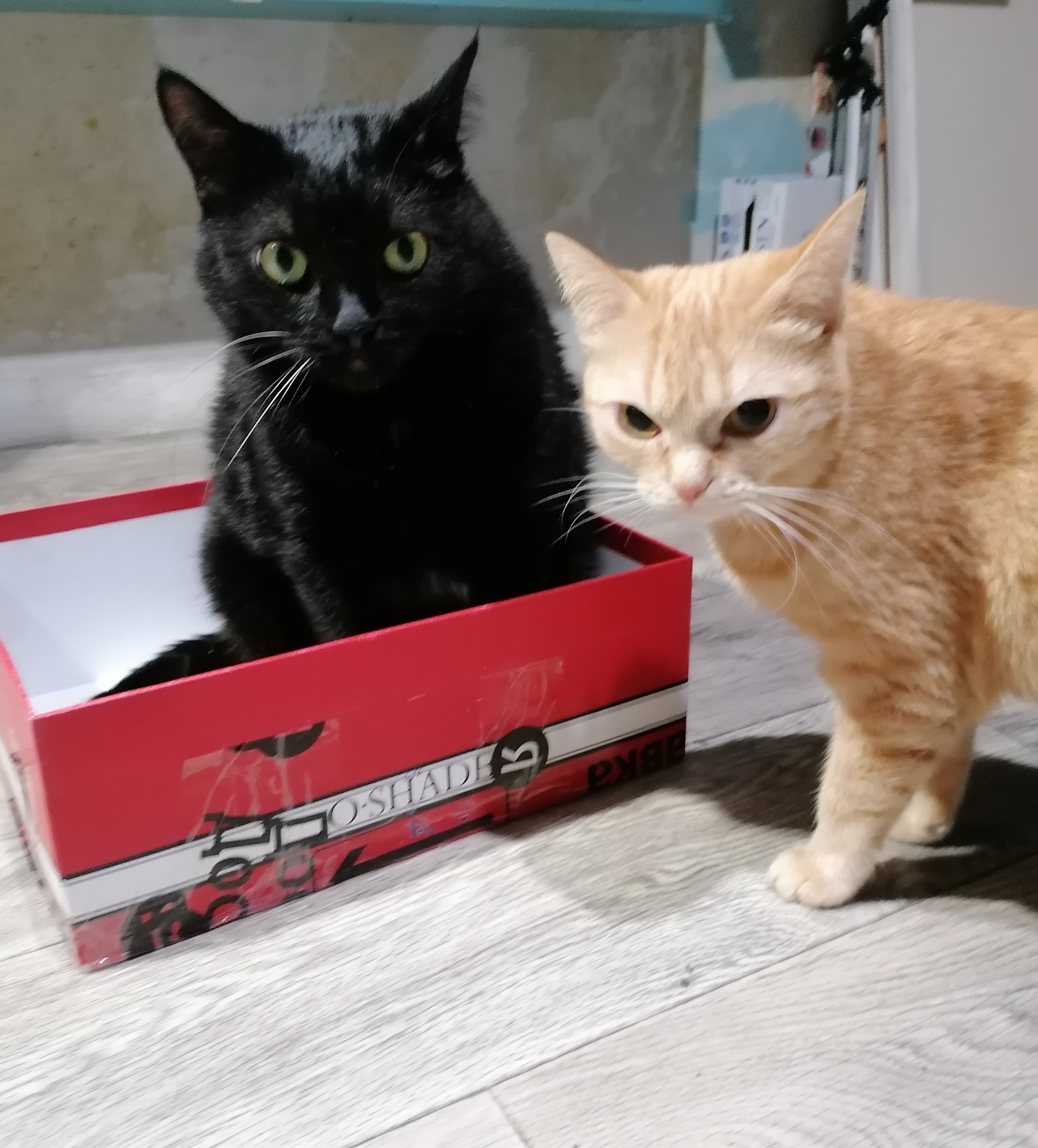 This is our box - My, cat, Pets, Fat cats, Cat lovers, Box, Black cat, The photo