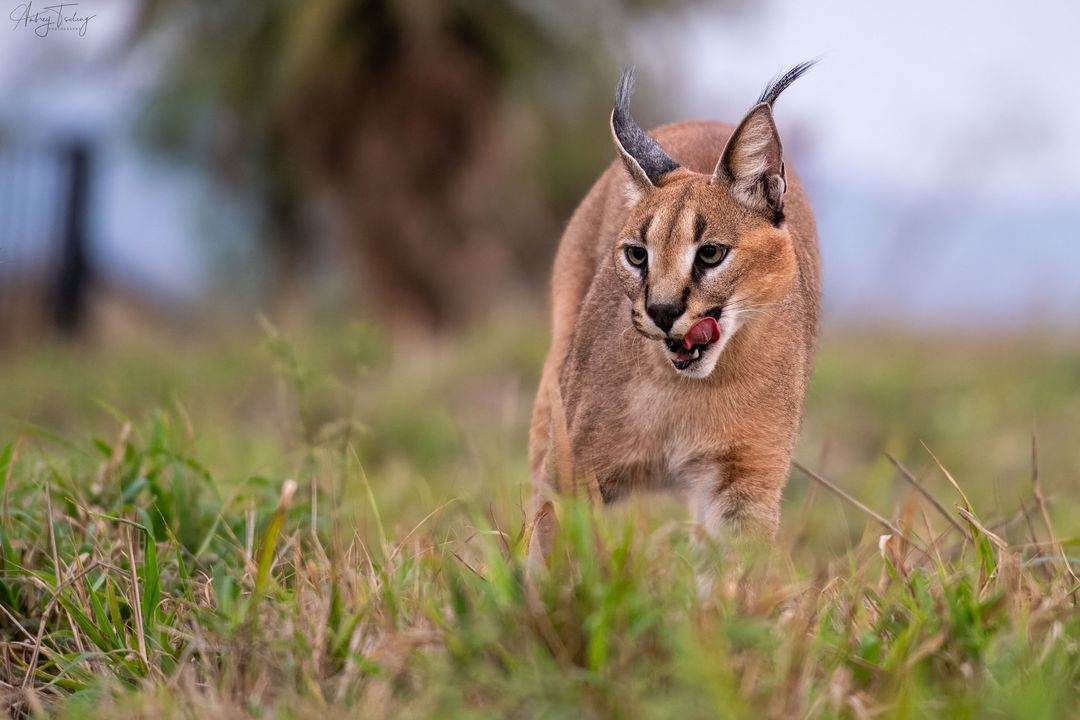 Caracal - Caracal, Small cats, Cat family, Predatory animals, Wild animals, wildlife, Reserves and sanctuaries, South Africa, The photo