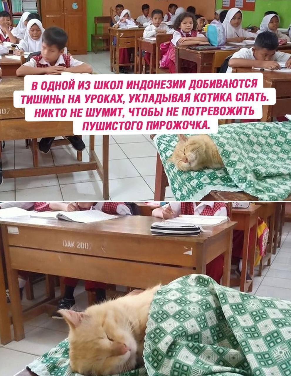 The whole world loves cats - Indonesia, School, cat, Discipline, Picture with text